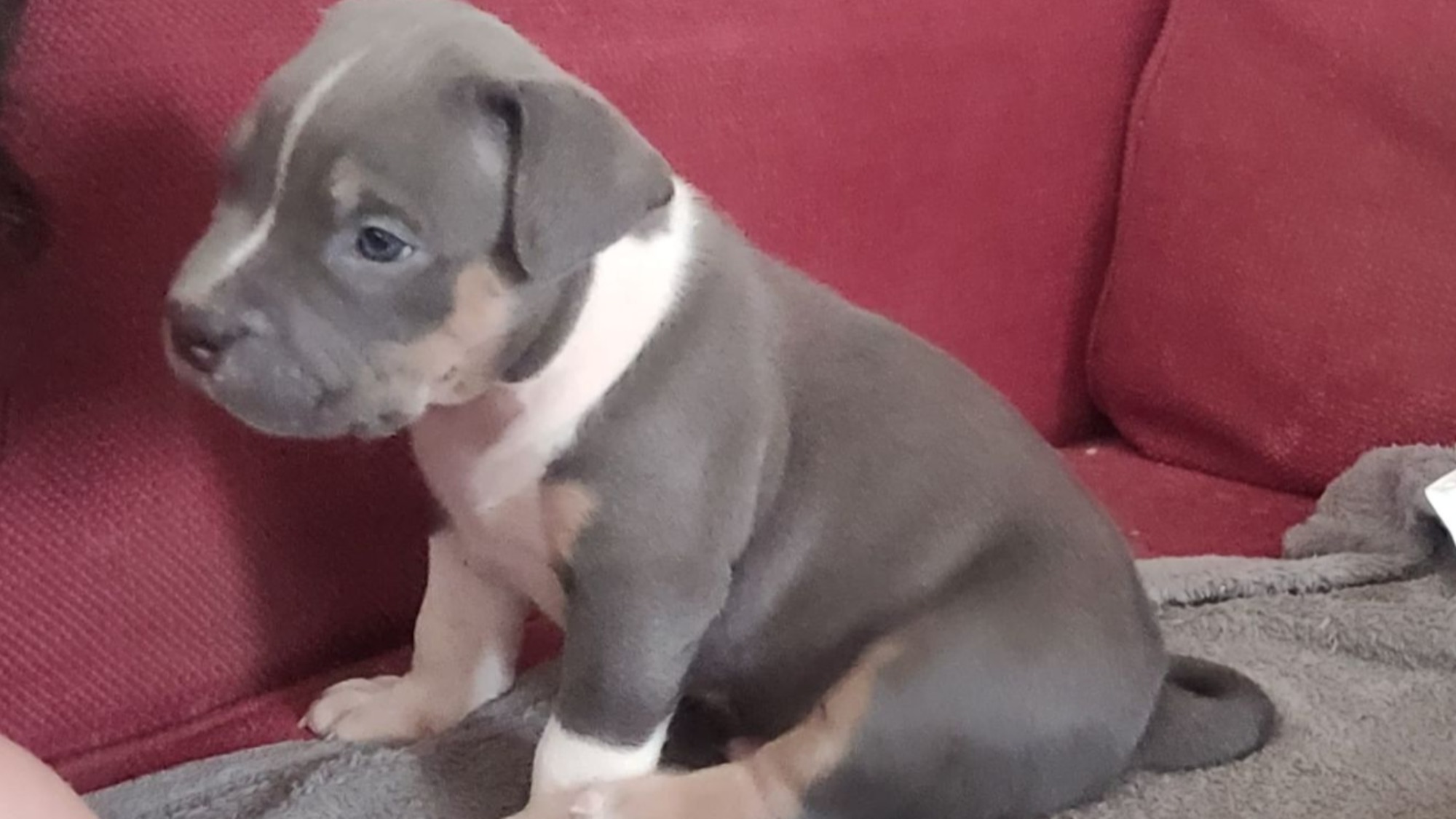 Chiot mâle bully xl trico trico bleu aux yeux bleus