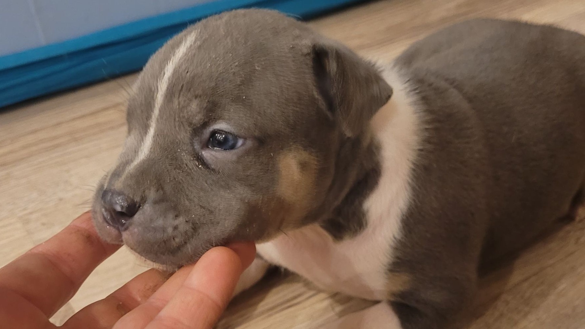 Chiot mâle bully xl trico trico bleu aux yeux bleus