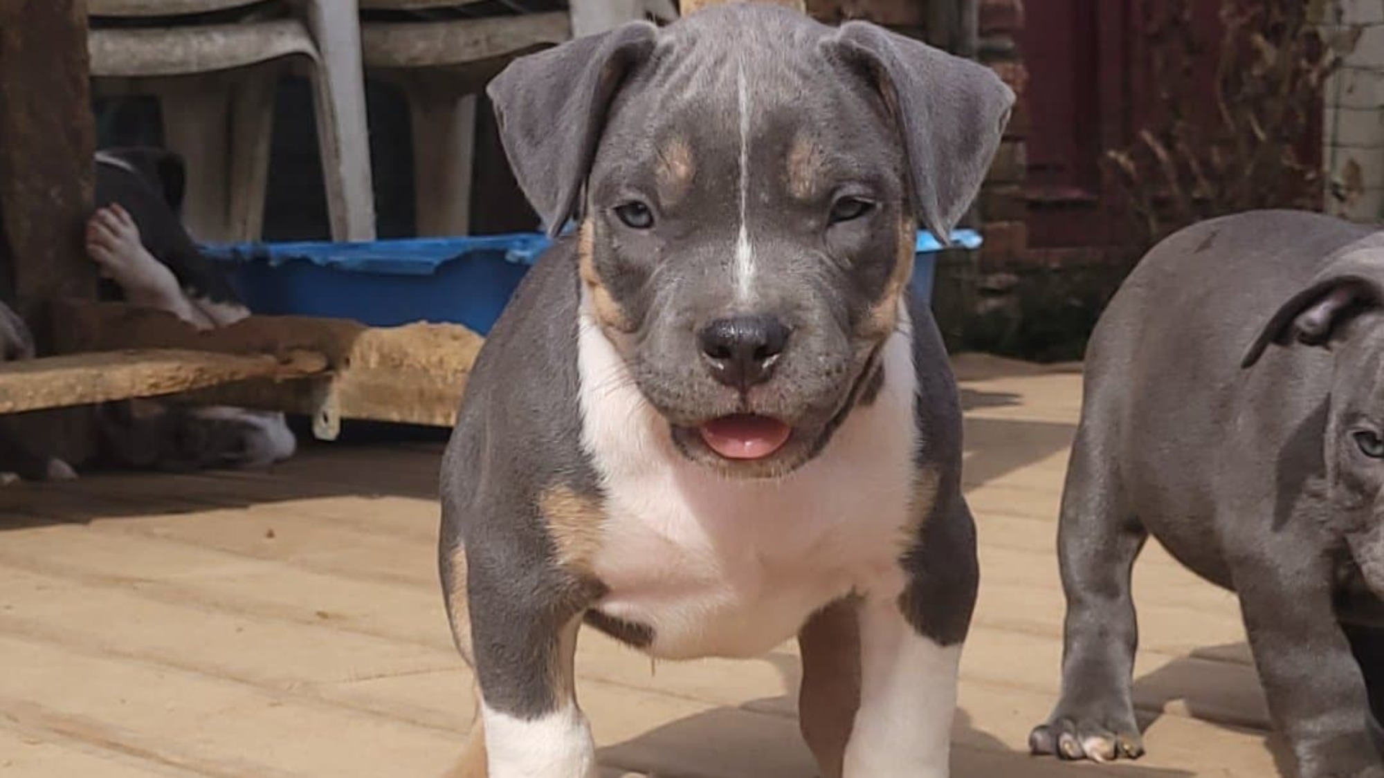 Chiot mâle bully xl trico trico bleu aux yeux bleus