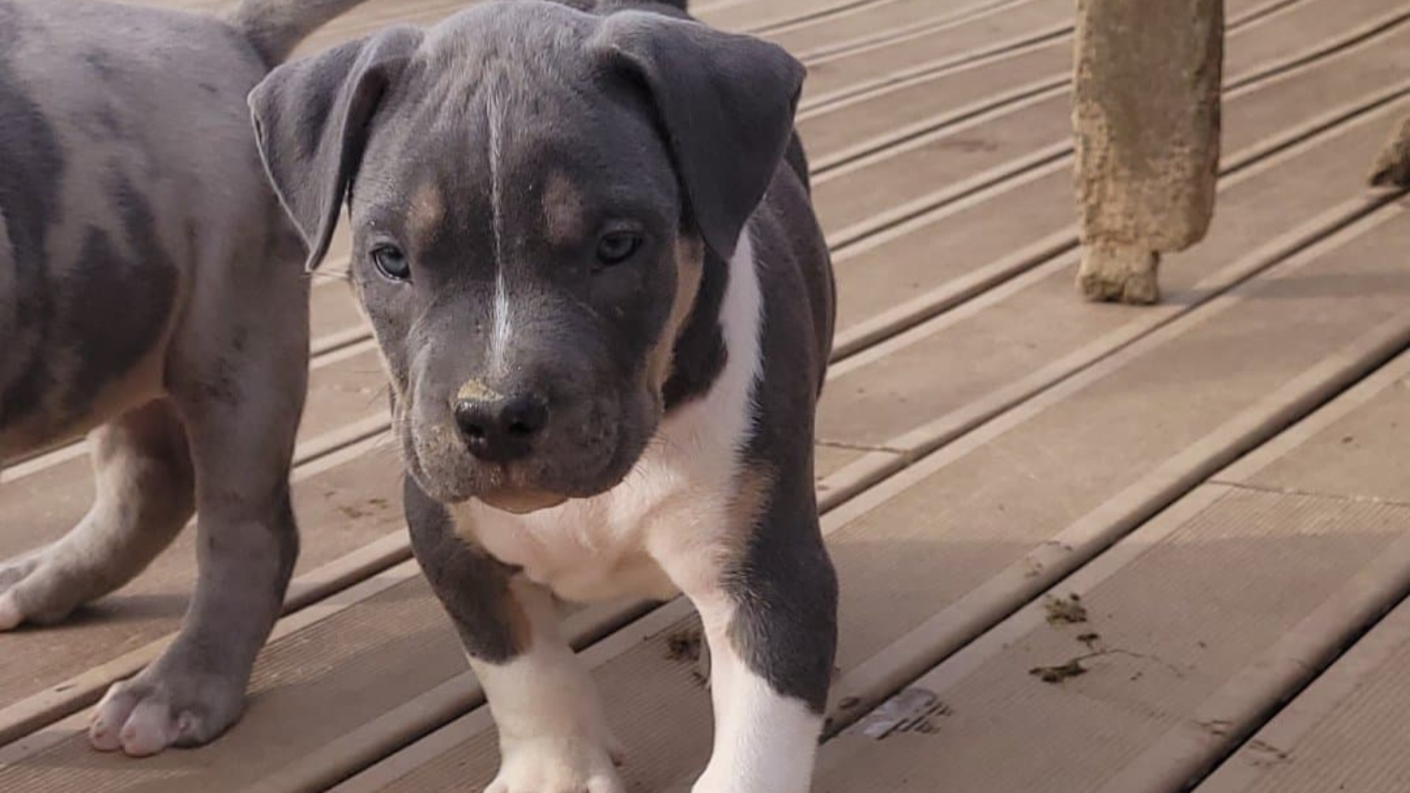 Chiot mâle bully xl trico trico bleu aux yeux bleus