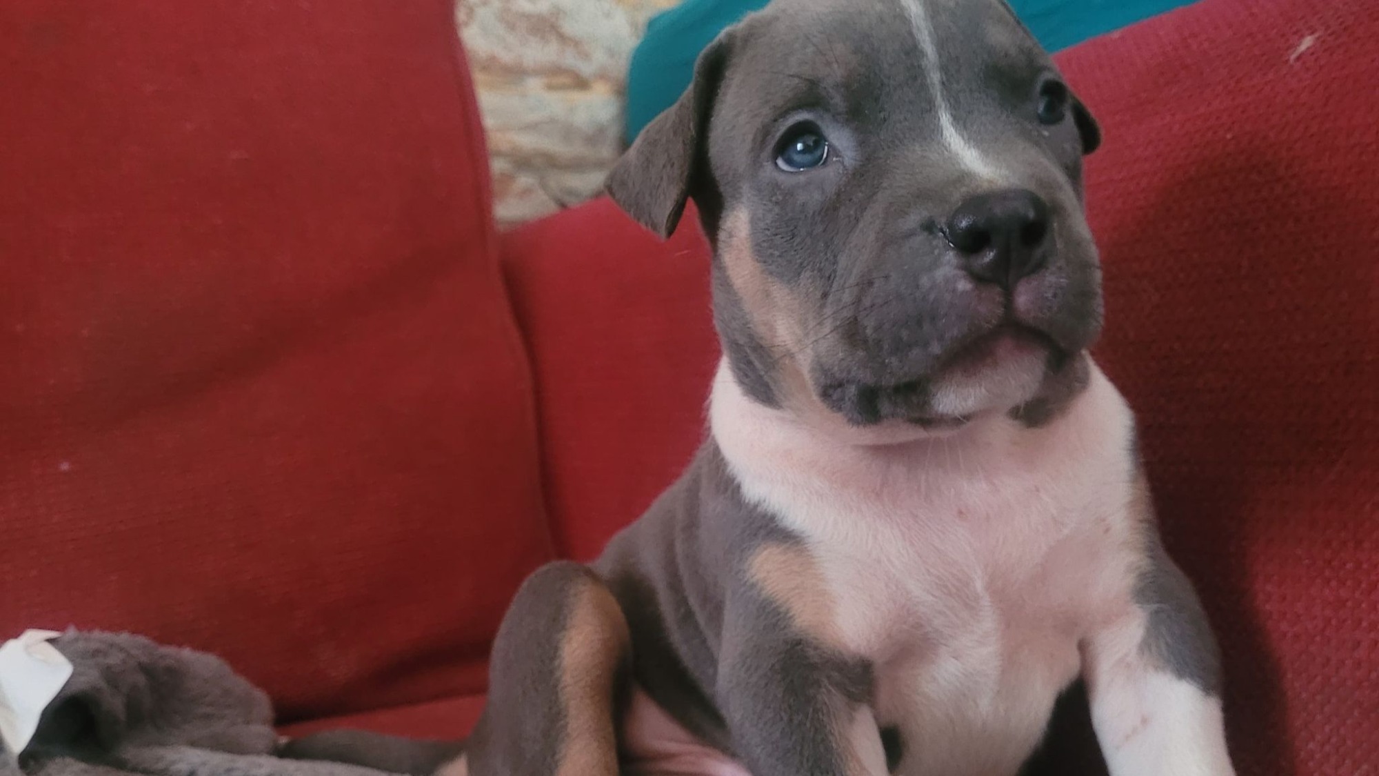 Chiot mâle bully xl trico trico bleu aux yeux bleus