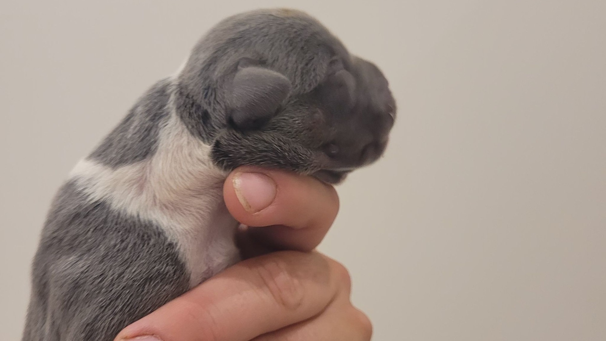 Chiot mâle bully xl trico trico bleu aux yeux bleus