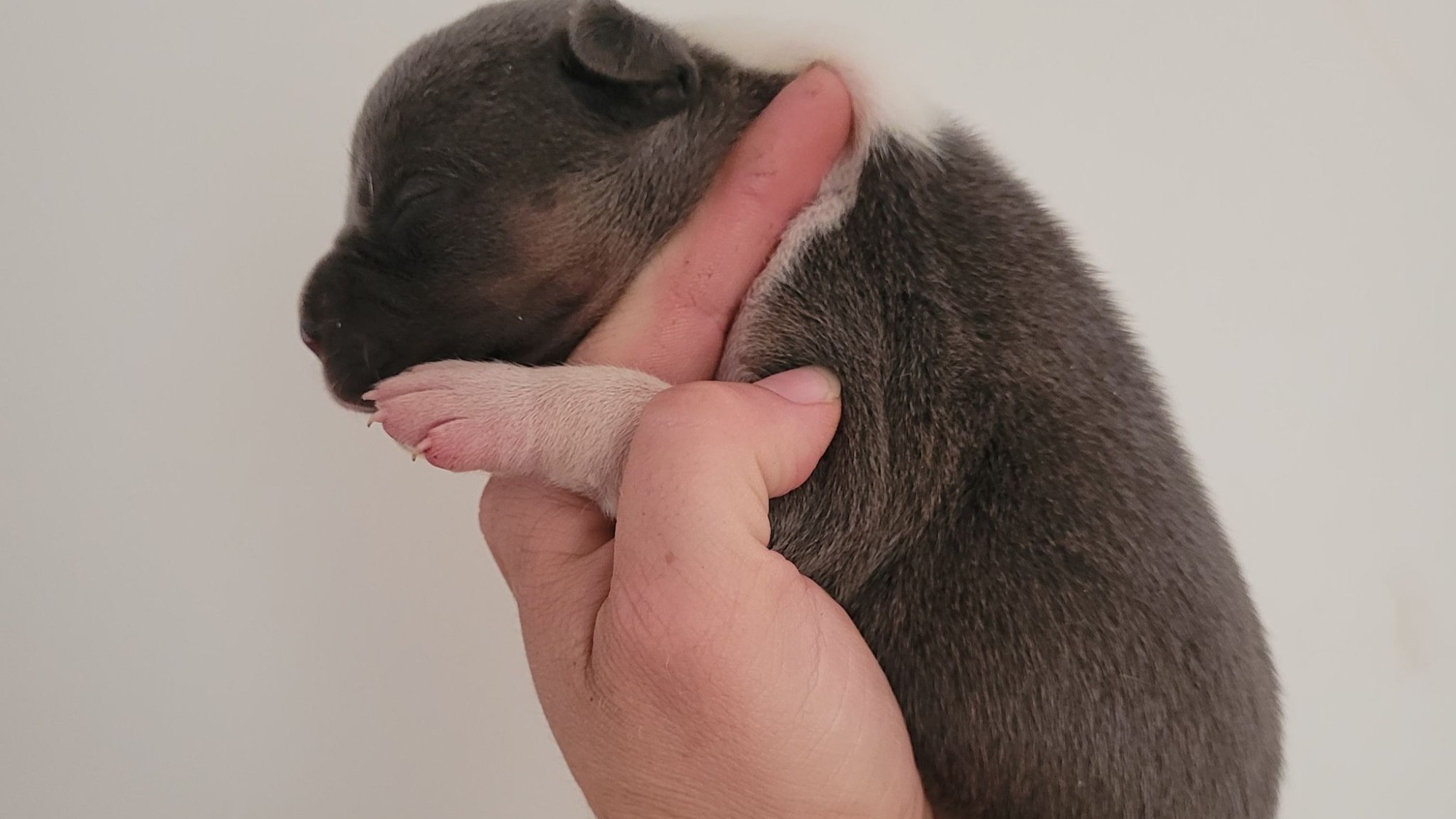 Chiot mâle bully xl trico trico bleu aux yeux bleus