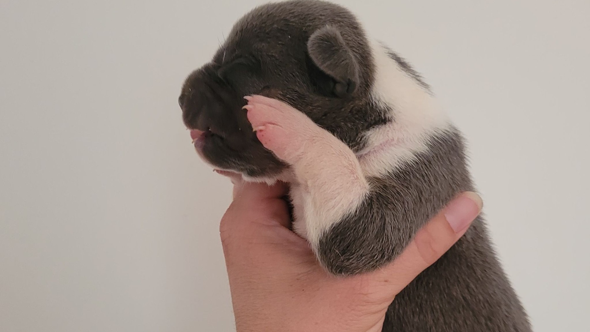 Chiot mâle bully xl trico trico bleu aux yeux bleus