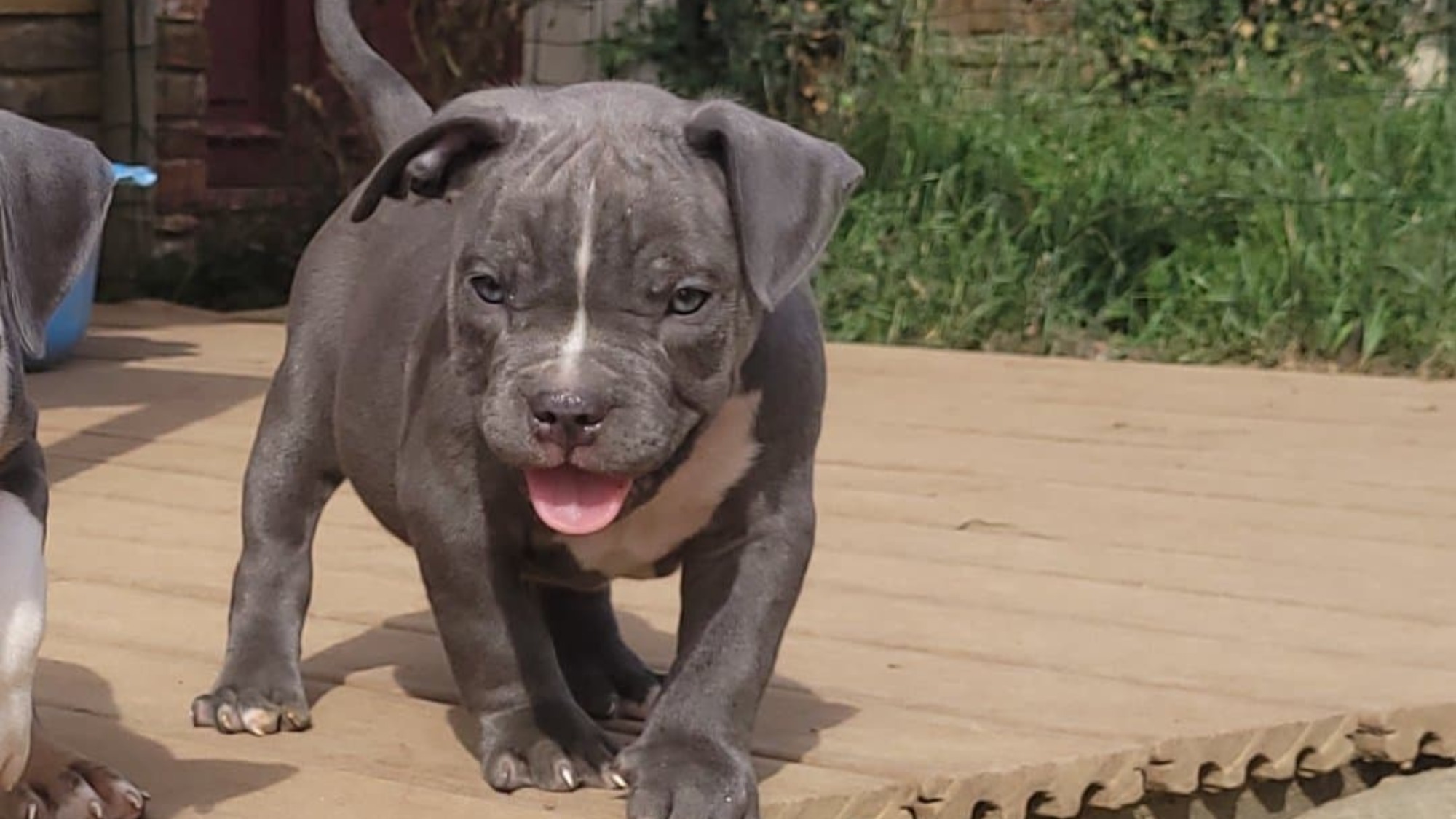 Chiot mâle bully xl bleue aux yeux bleus