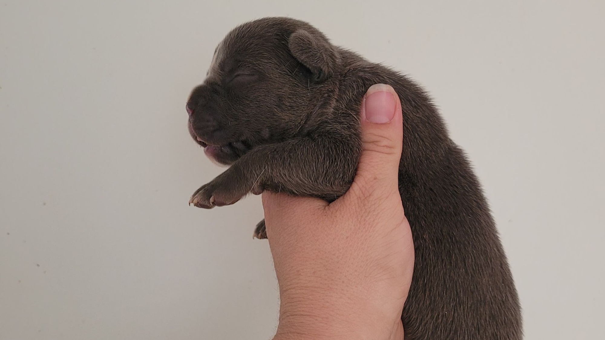 Chiot mâle bully xl bleue aux yeux bleus