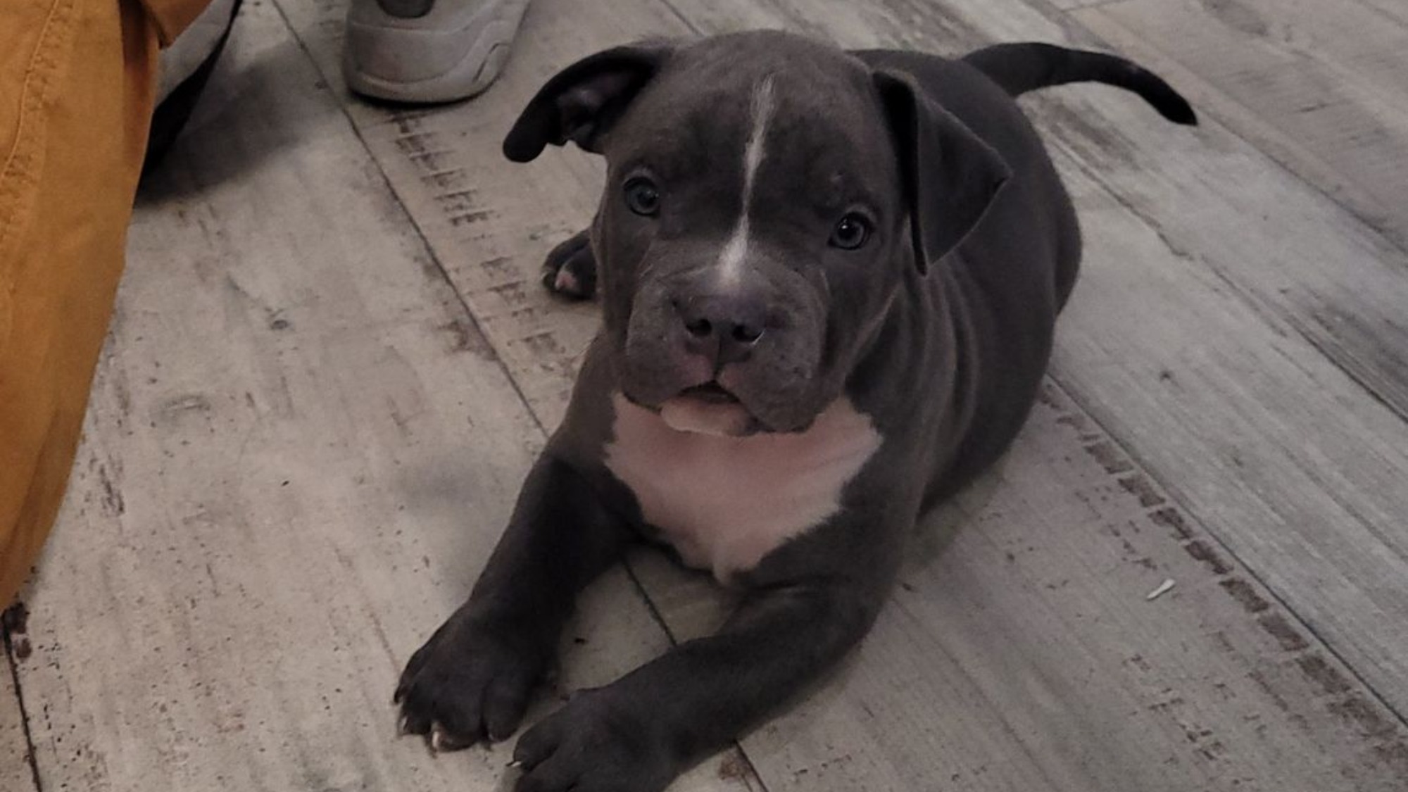 Chiot mâle bully xl bleue aux yeux bleus