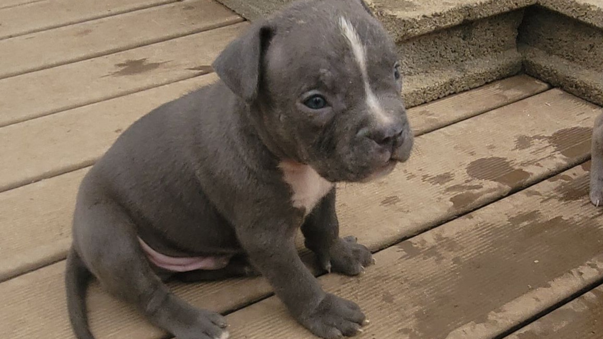 Chiot mâle bully xl bleue aux yeux bleus