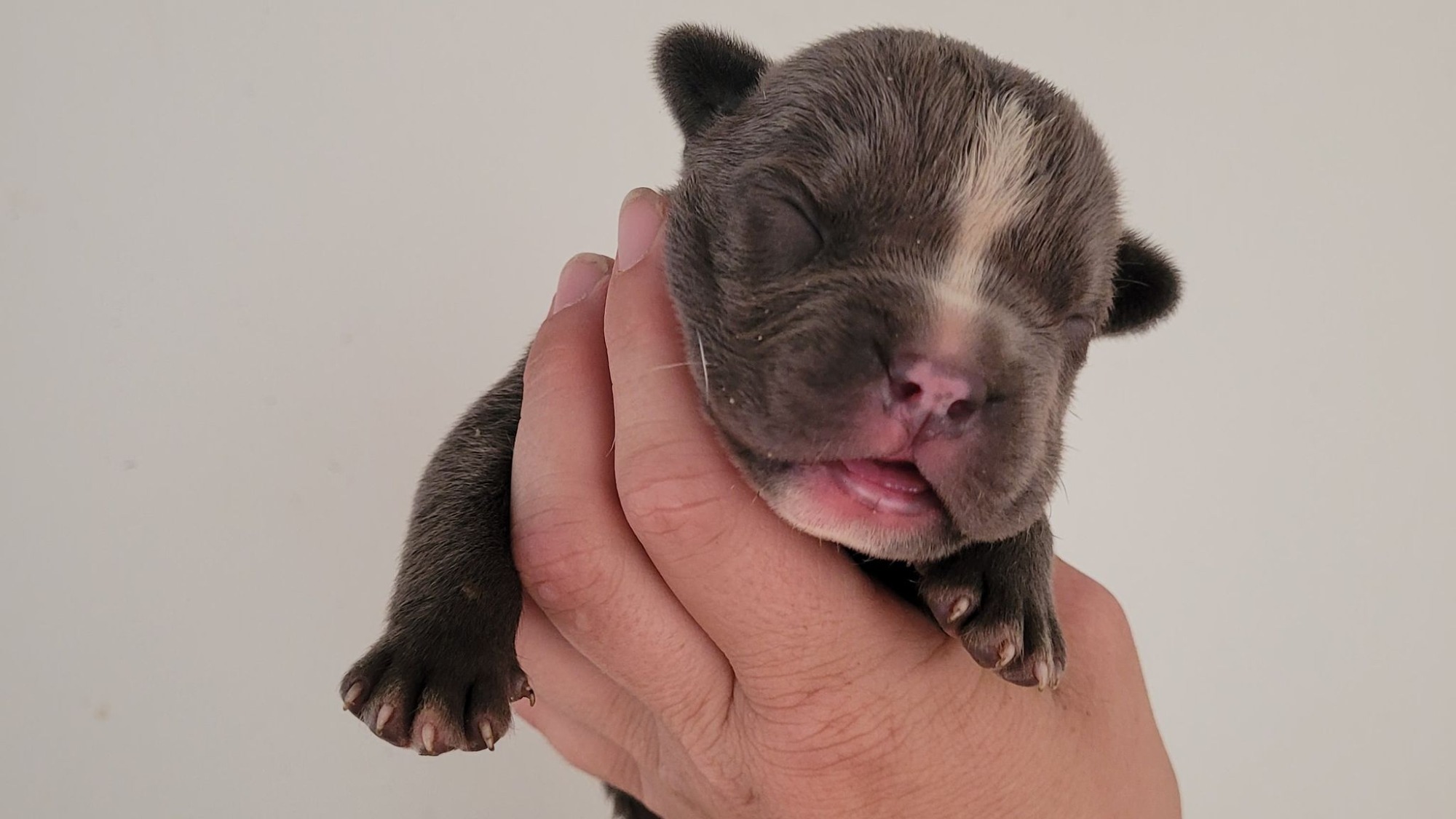 Chiot mâle bully xl bleue aux yeux bleus