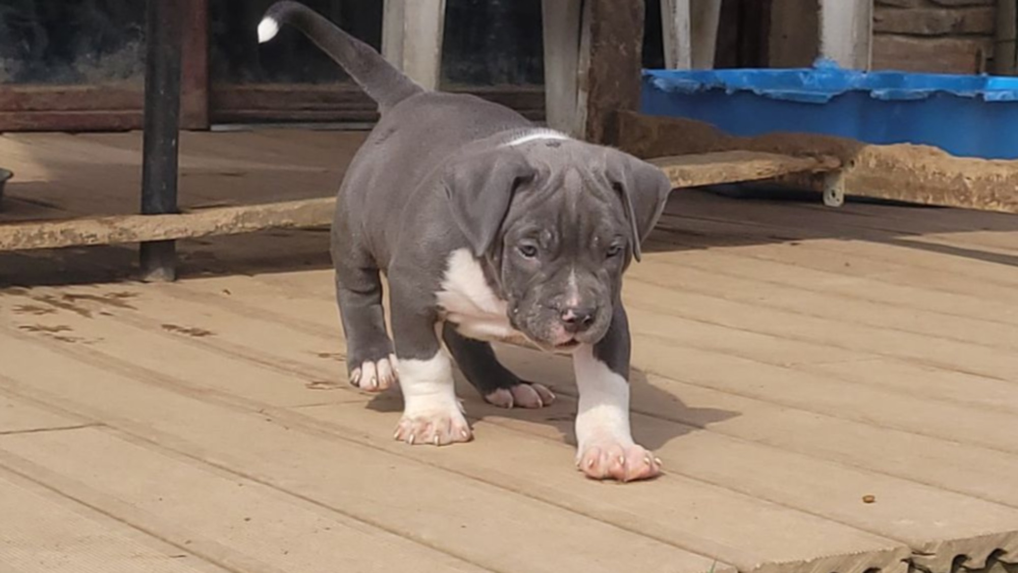 Chiot mâle bully xl bleue aux yeux bleus