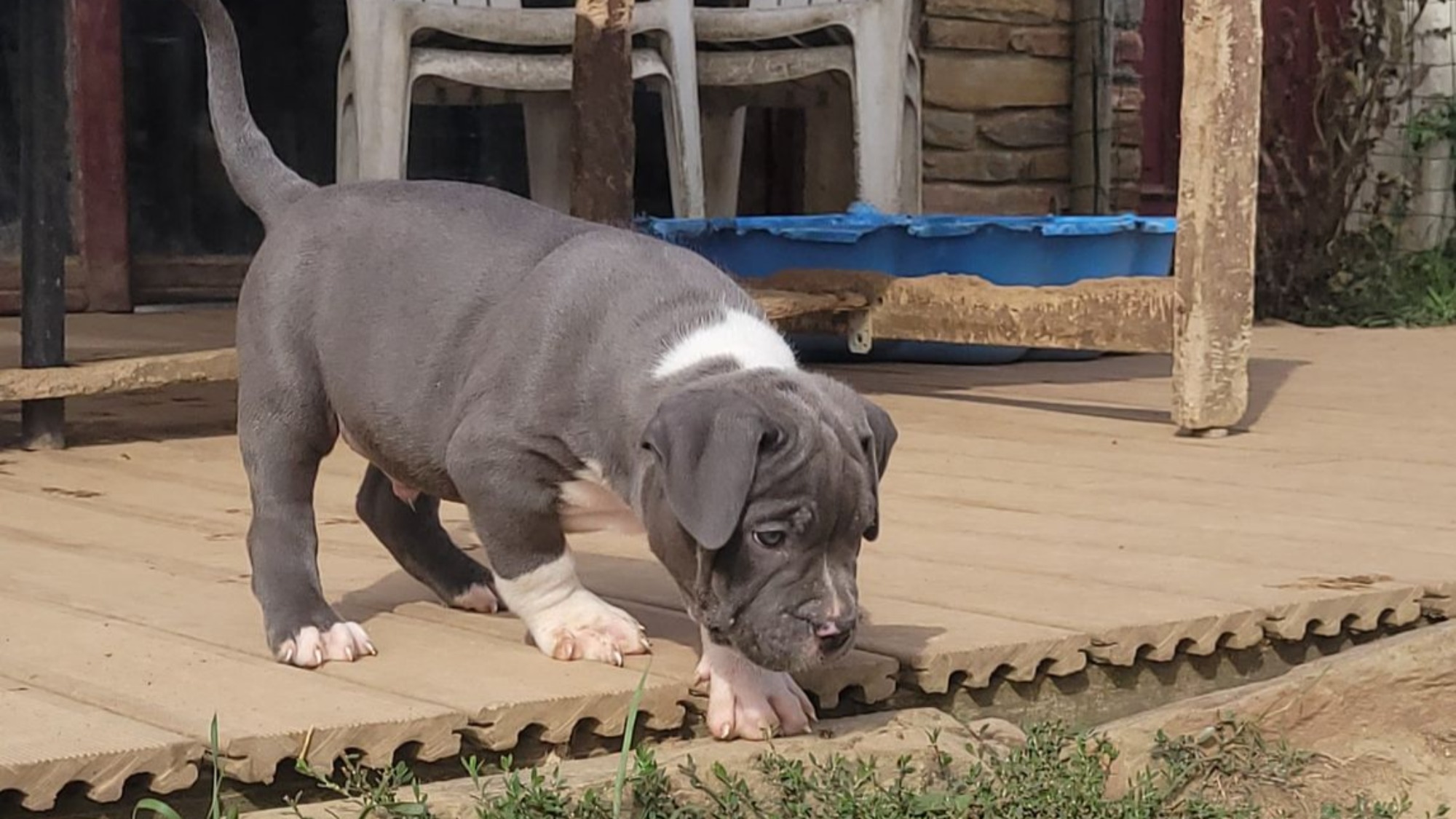 Chiot mâle bully xl bleue aux yeux bleus