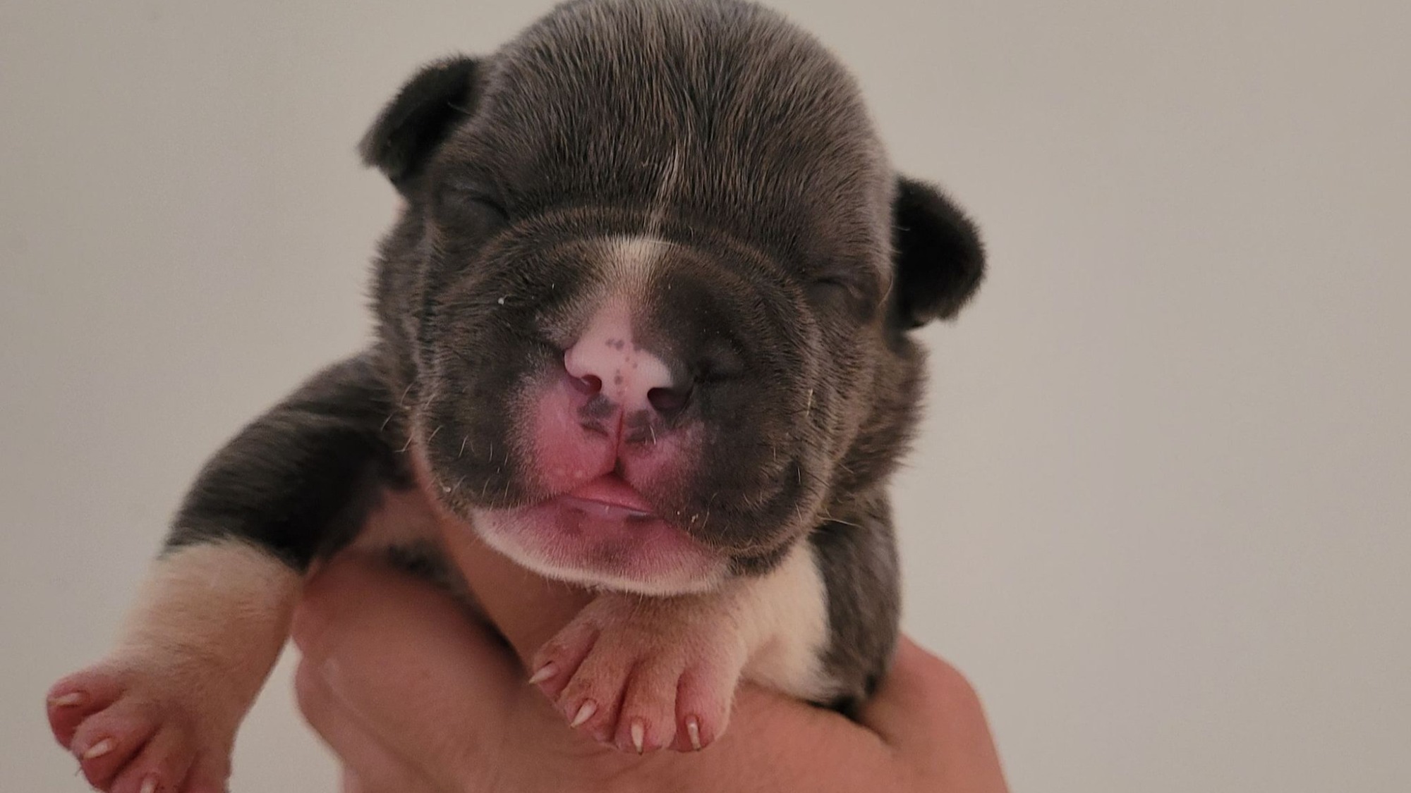 Chiot mâle bully xl bleue aux yeux bleus