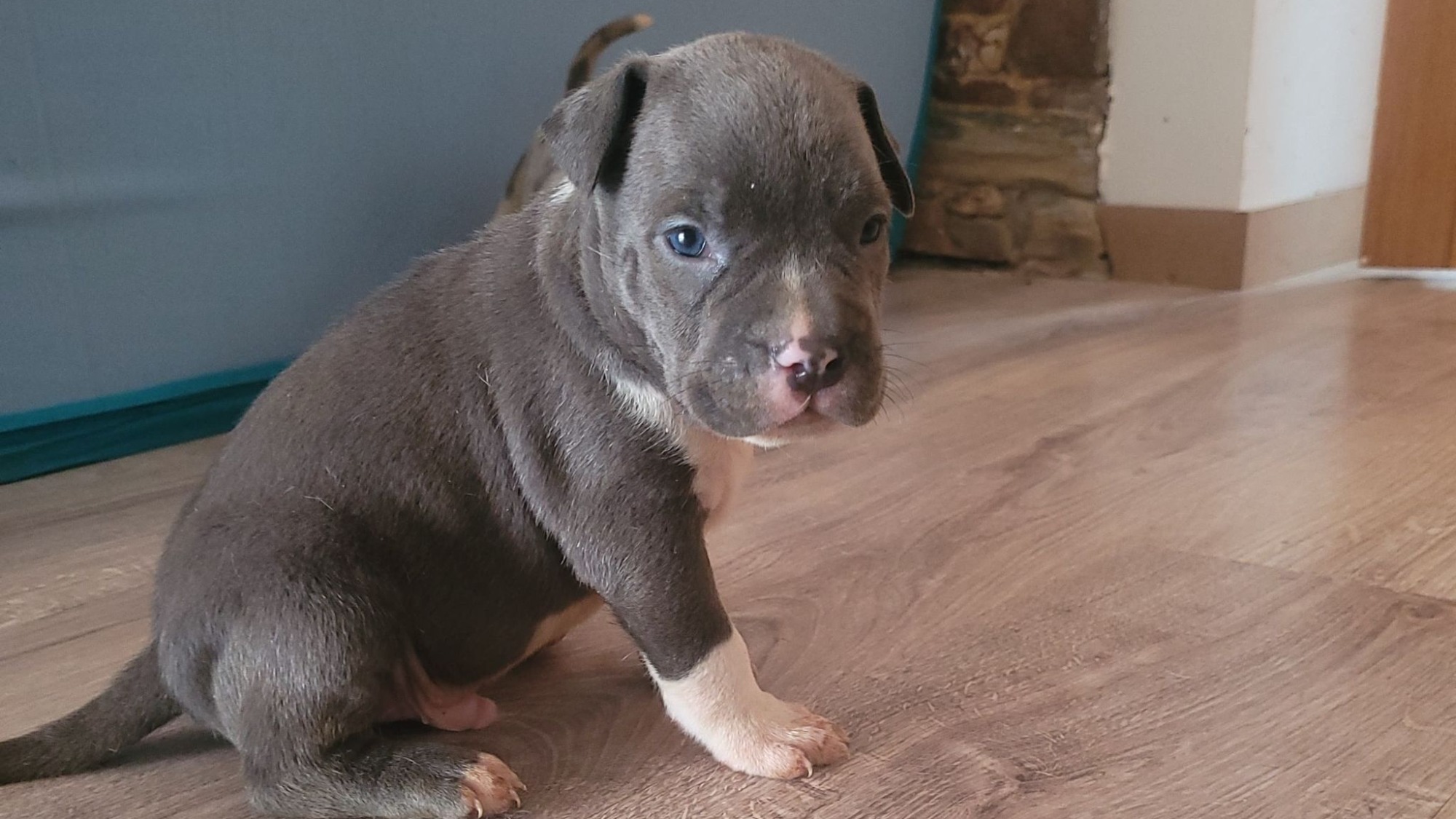 Chiot mâle bully xl bleue aux yeux bleus