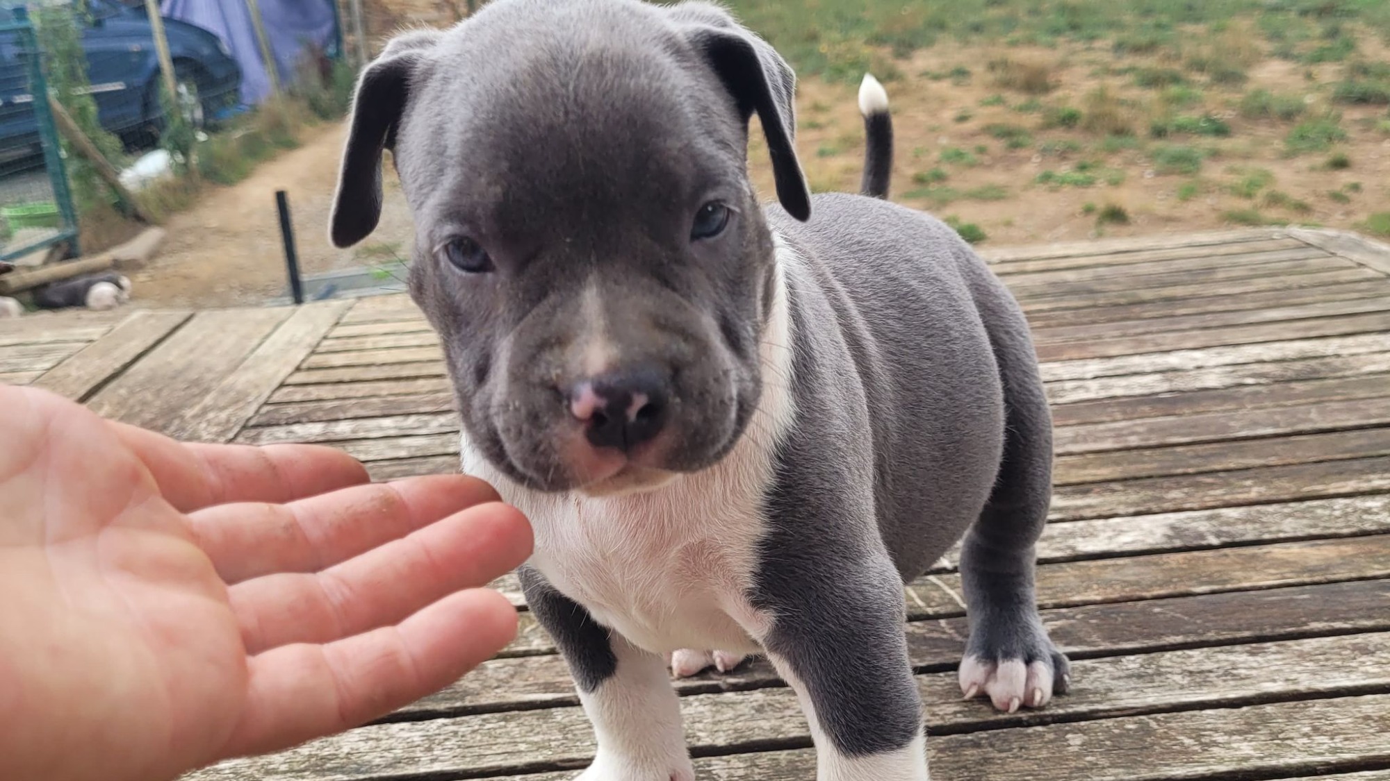 Chiot mâle bully xl bleue aux yeux bleus