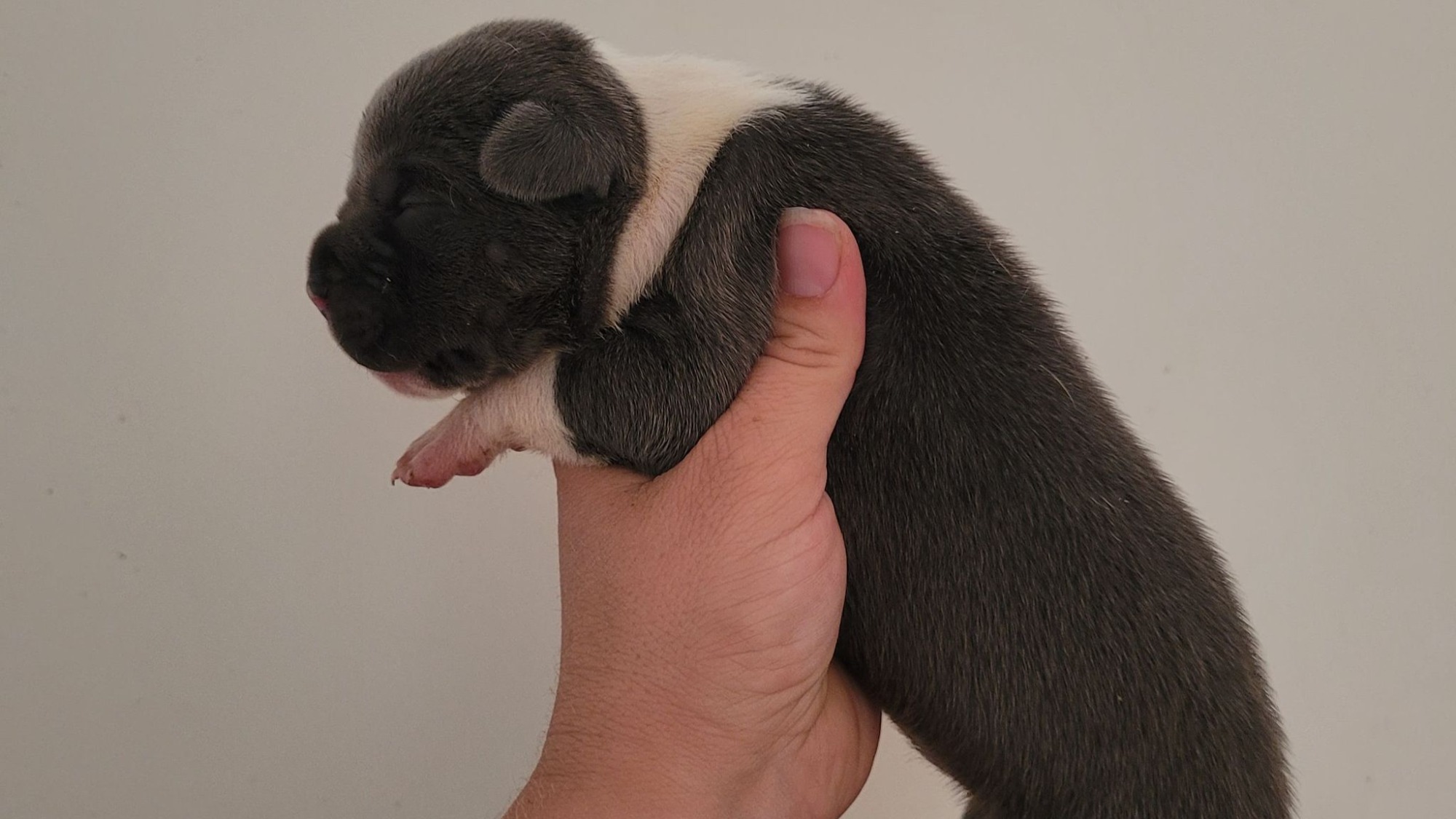 Chiot mâle bully xl bleue aux yeux bleus