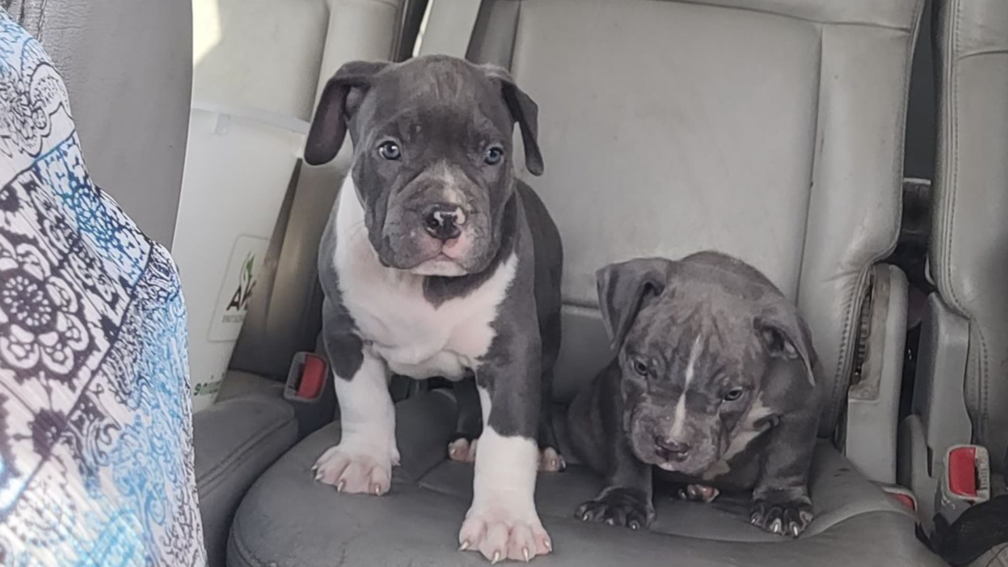 Chiot mâle bully xl bleue aux yeux bleus