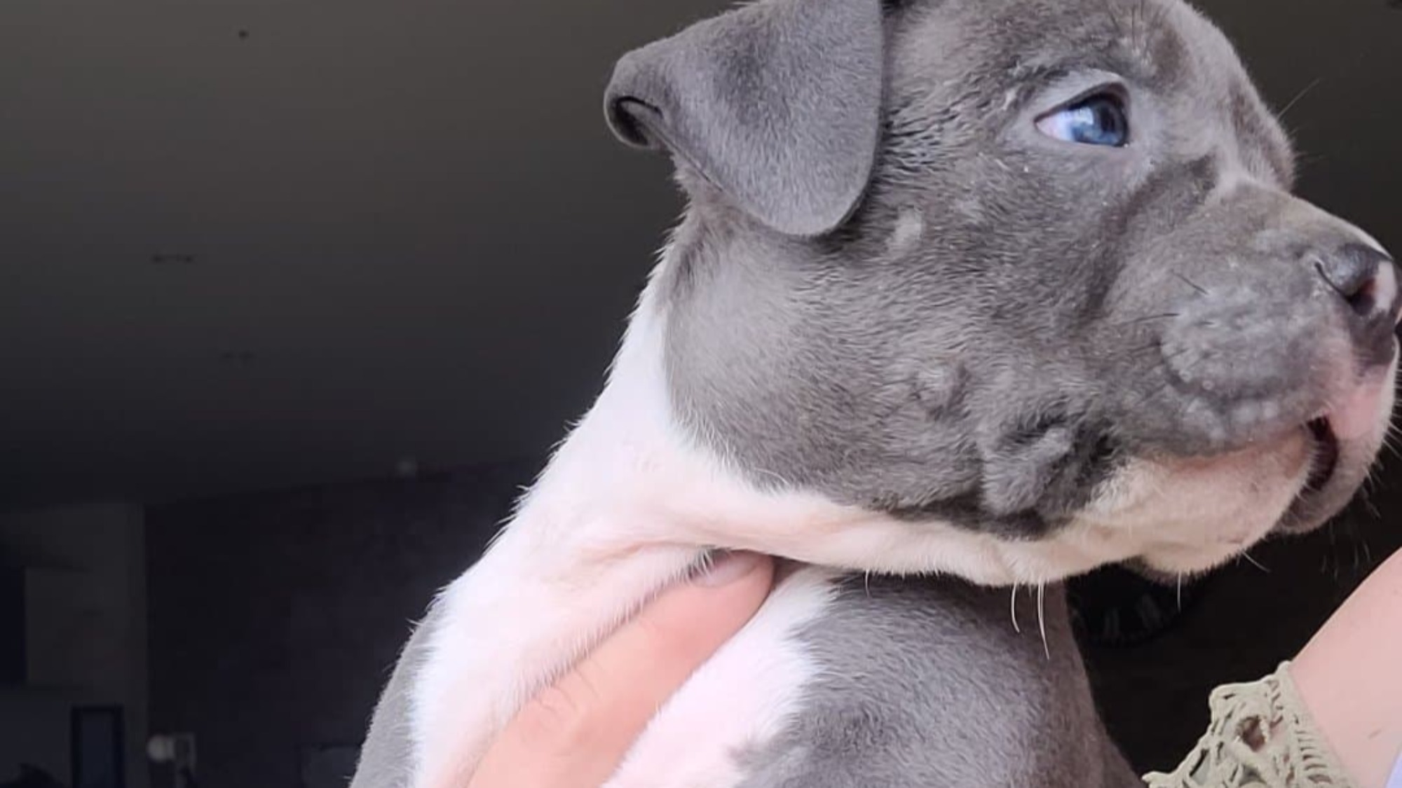 Chiot mâle bully xl bleue aux yeux bleus