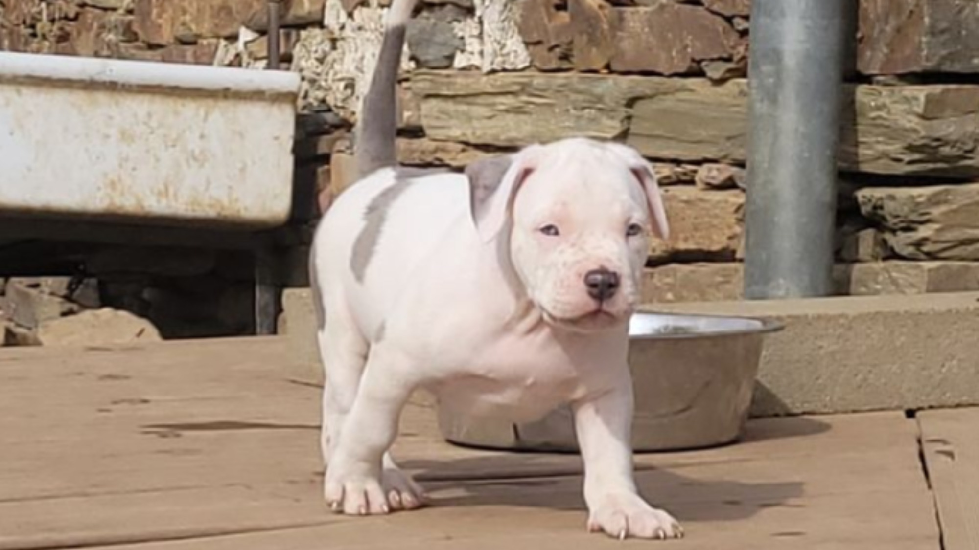 Chiot mâle bully xl merle blanc silver merle aux yeux bleus