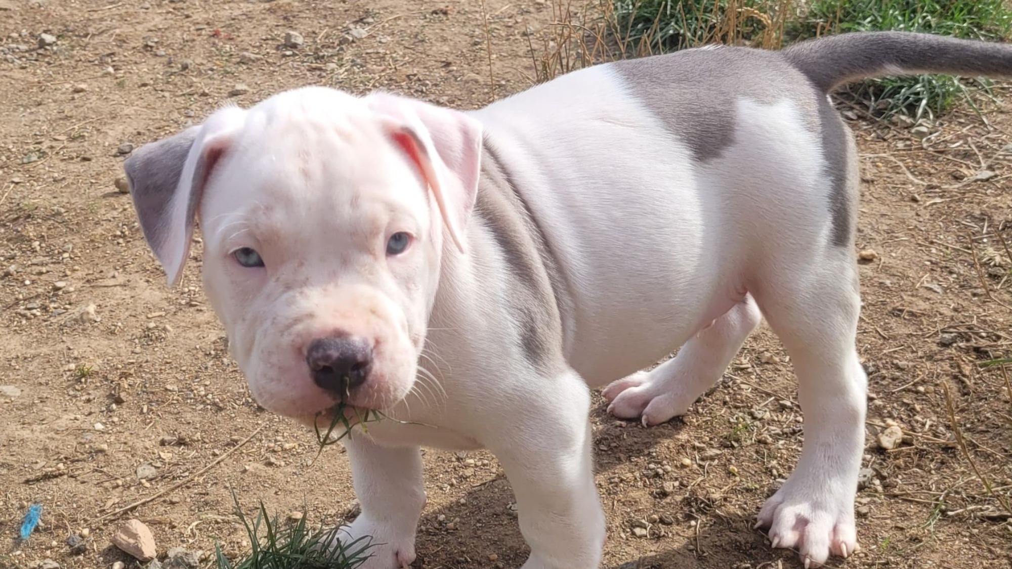 Chiot mâle bully xl merle blanc silver merle aux yeux bleus