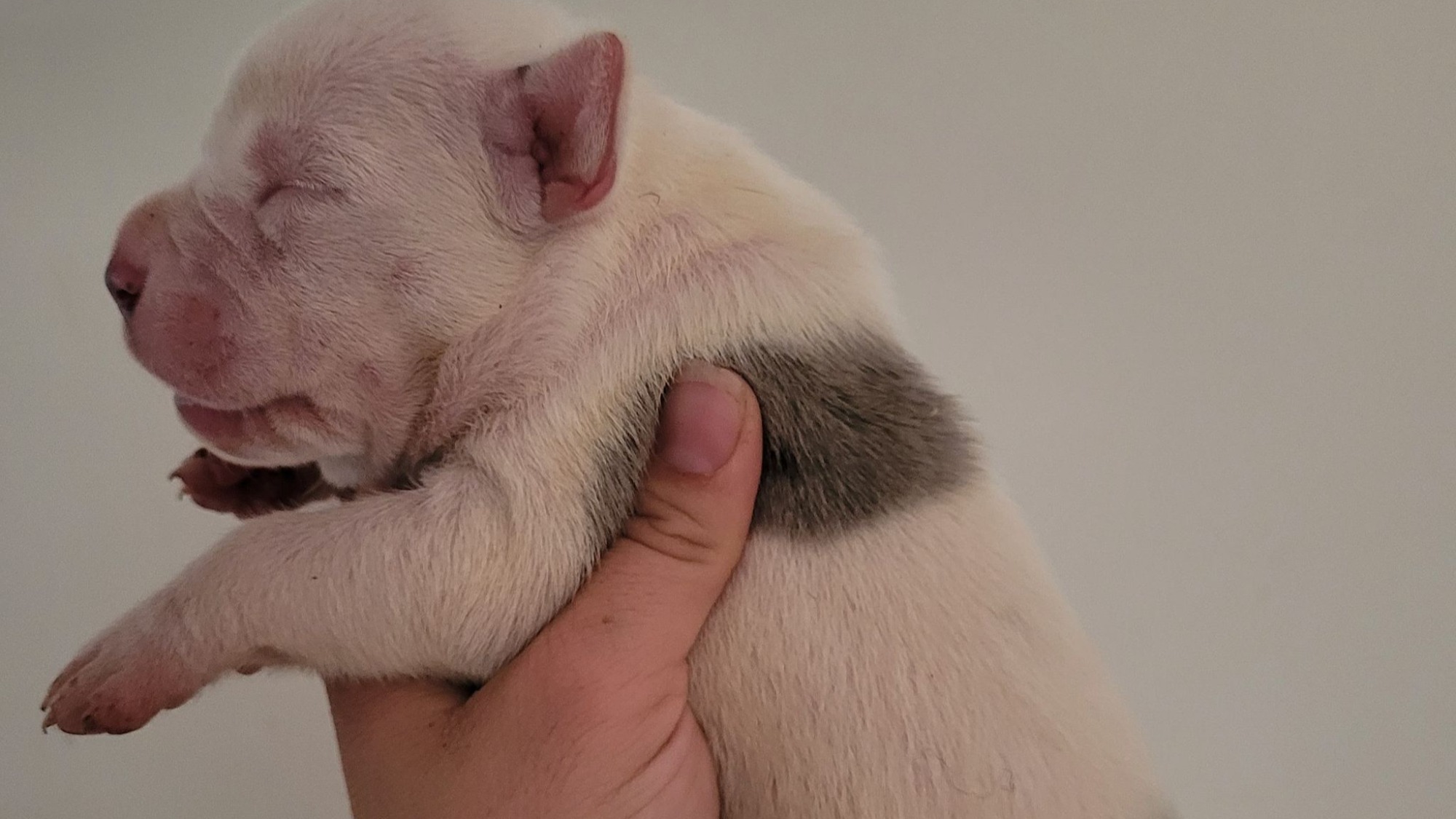 Chiot mâle bully xl merle blanc silver merle aux yeux bleus