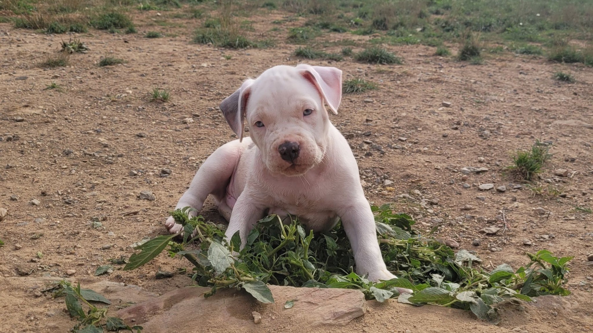 Chiot mâle bully xl merle blanc silver merle aux yeux bleus