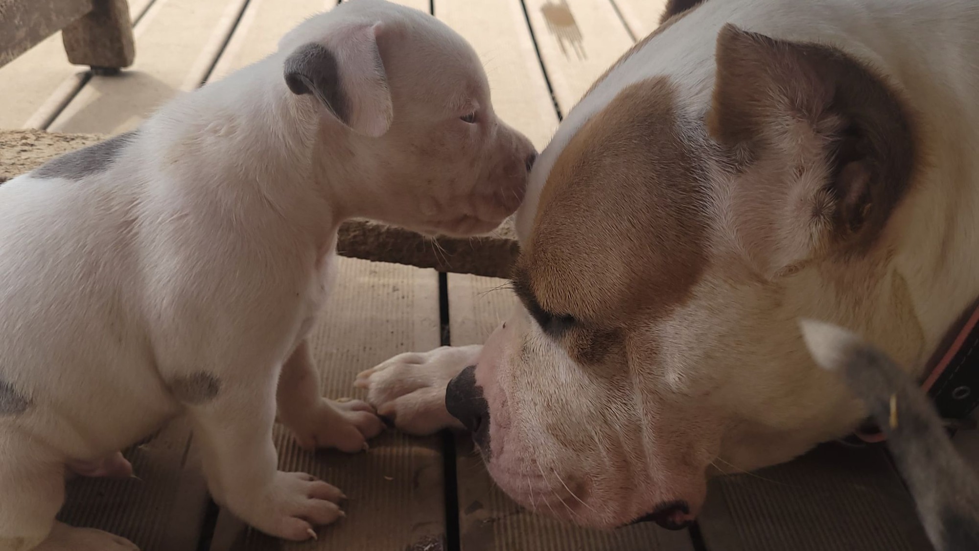 Chiot mâle bully xl merle blanc silver merle aux yeux bleus