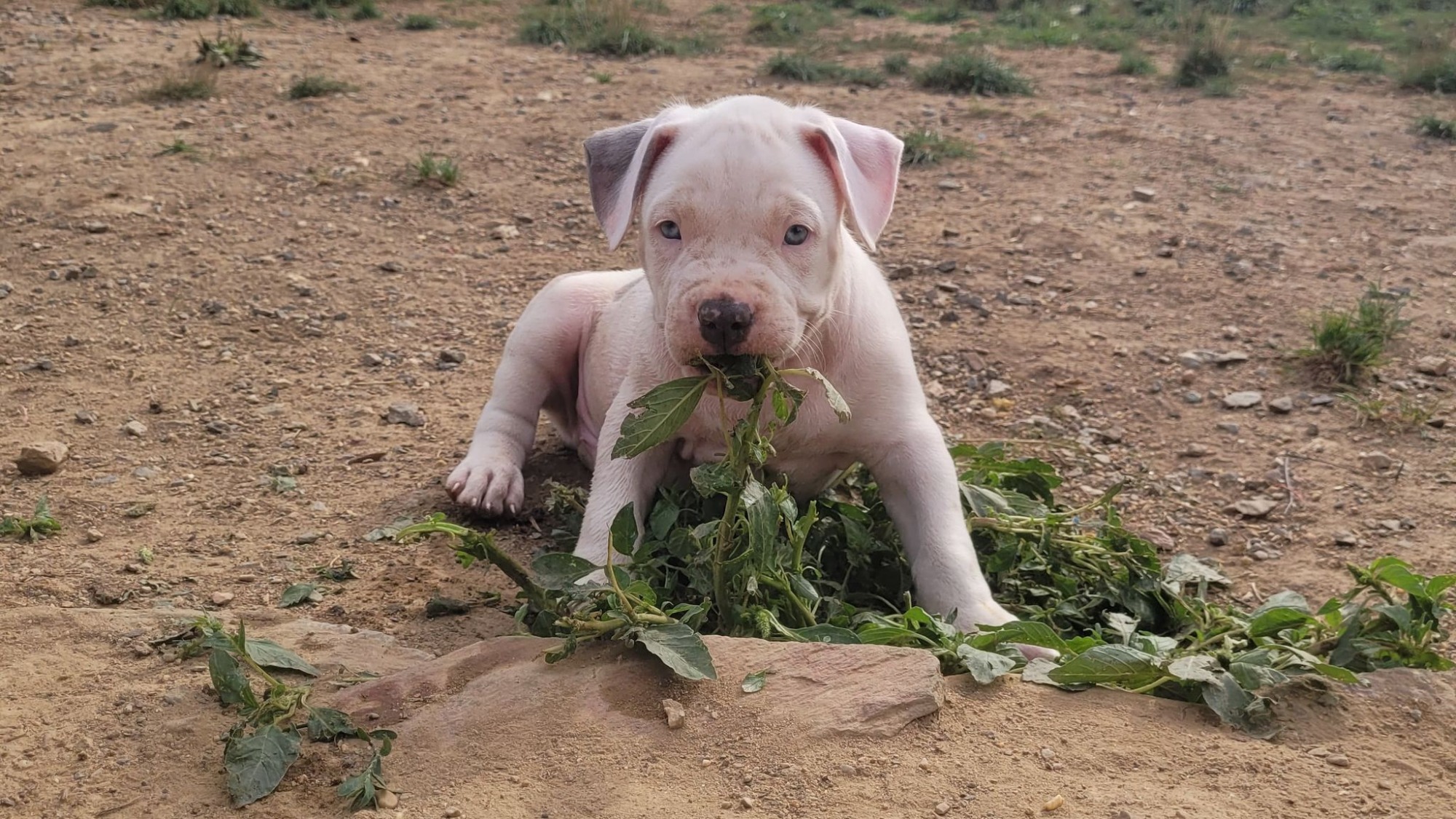 Chiot mâle bully xl merle blanc silver merle aux yeux bleus