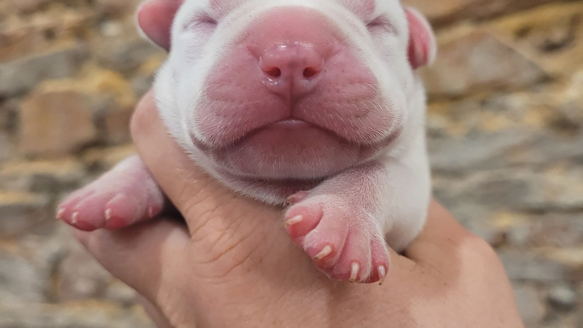 Chiot mâle bully xl merle blanc silver merle aux yeux bleus