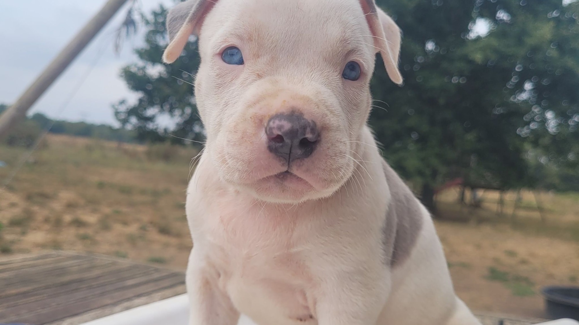 Chiot mâle bully xl merle blanc silver merle aux yeux bleus