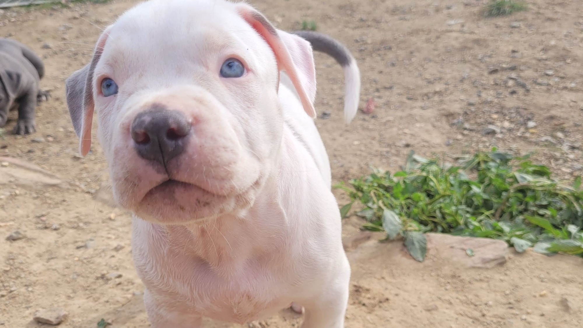 Chiot mâle bully xl merle blanc silver merle aux yeux bleus