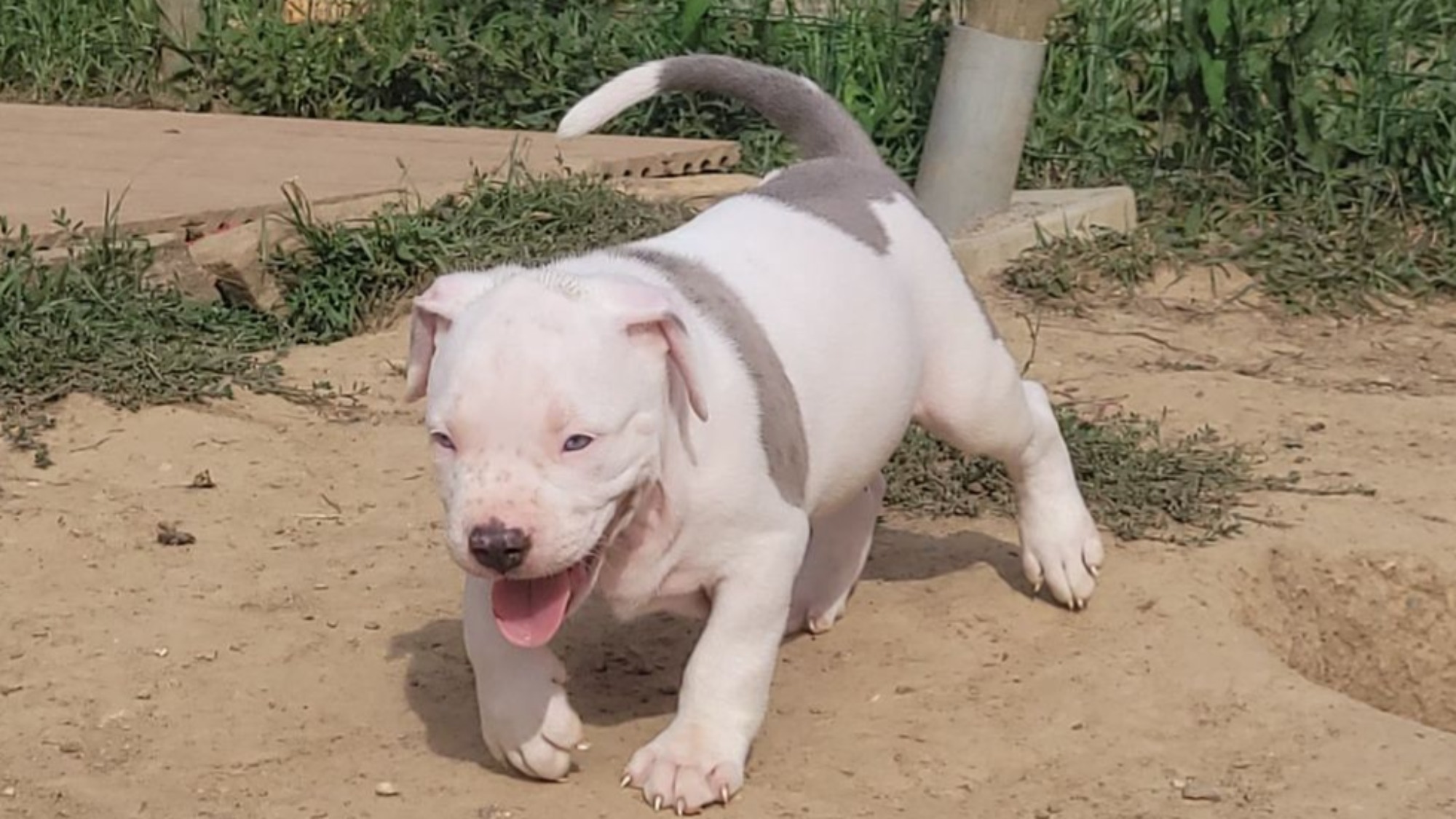 Chiot mâle bully xl merle blanc silver merle aux yeux bleus