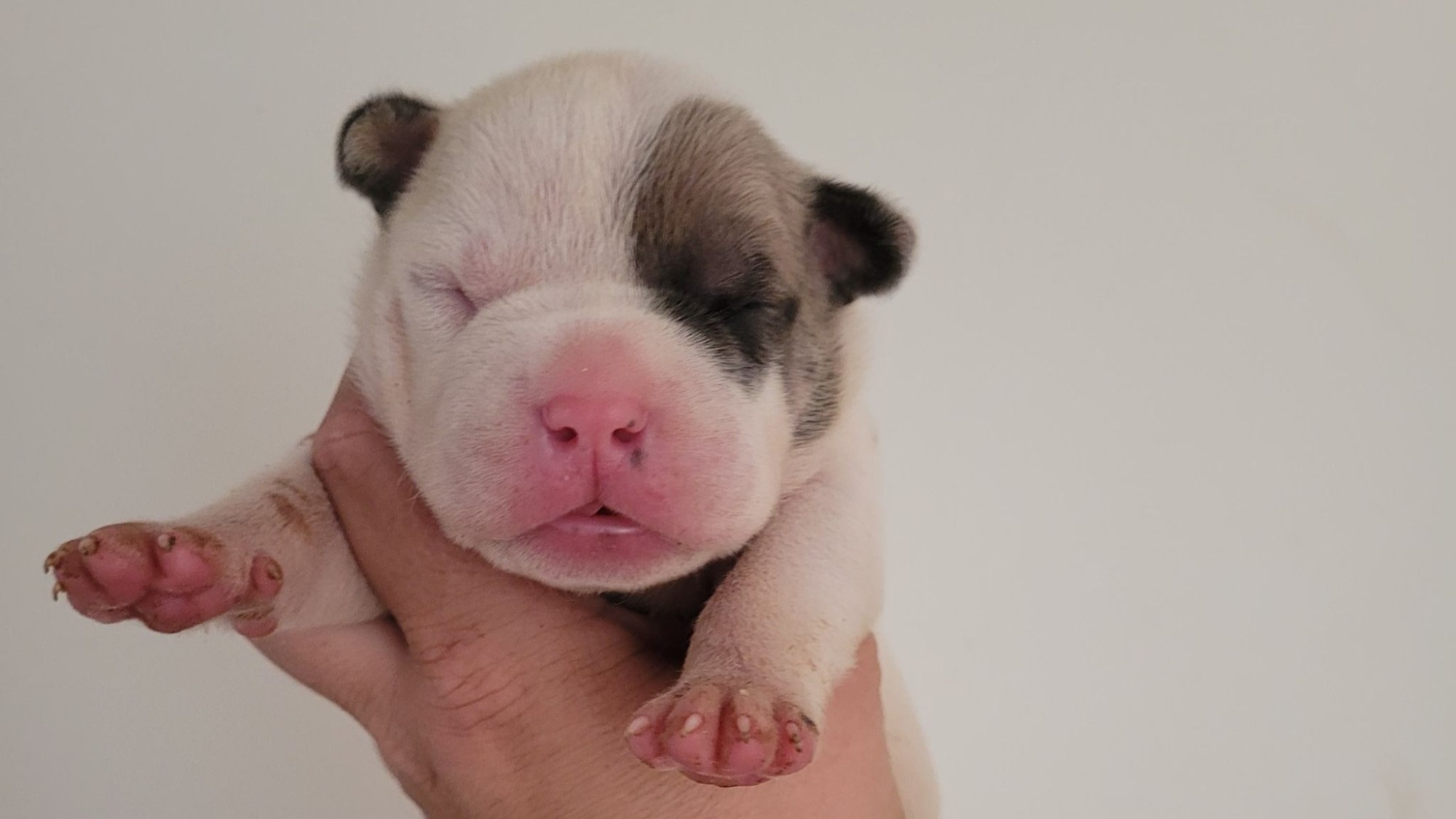 Chiot mâle bully xl blanche blue fawn aux yeux bleus à vendre