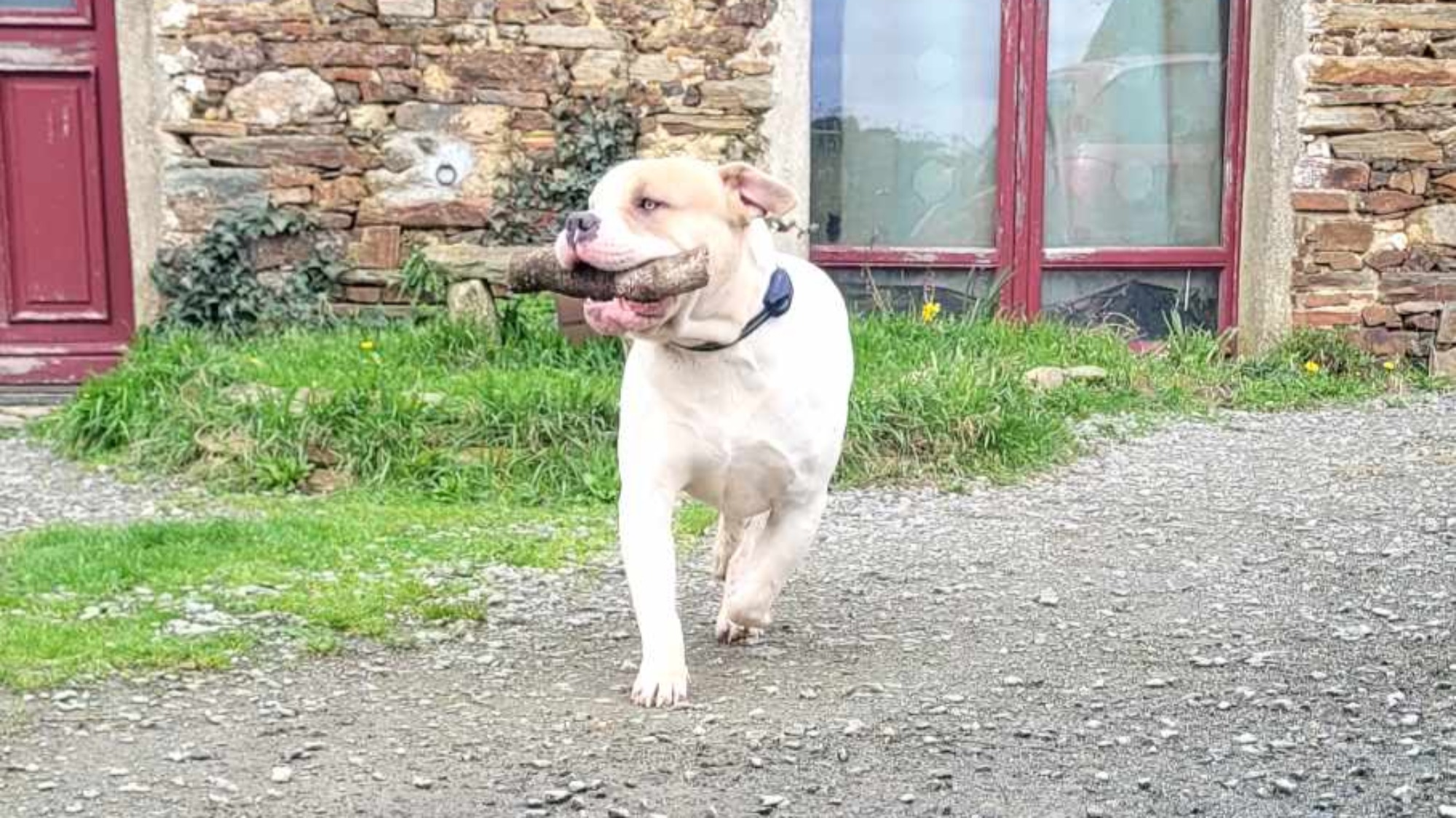 Chiot mâle bully xl blanche blue fawn aux yeux bleus à vendre