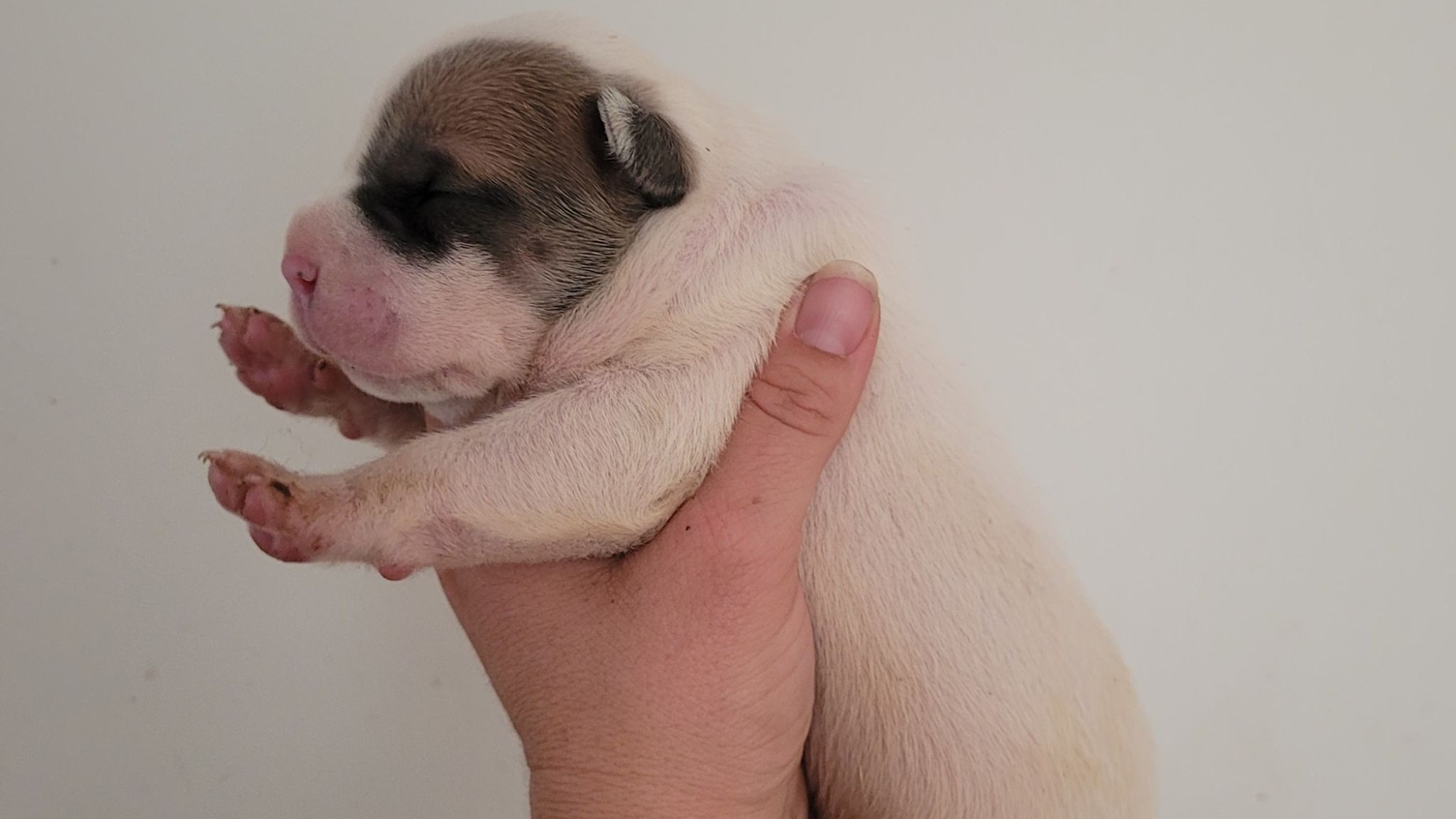 Chiot mâle bully xl blanche blue fawn aux yeux bleus à vendre