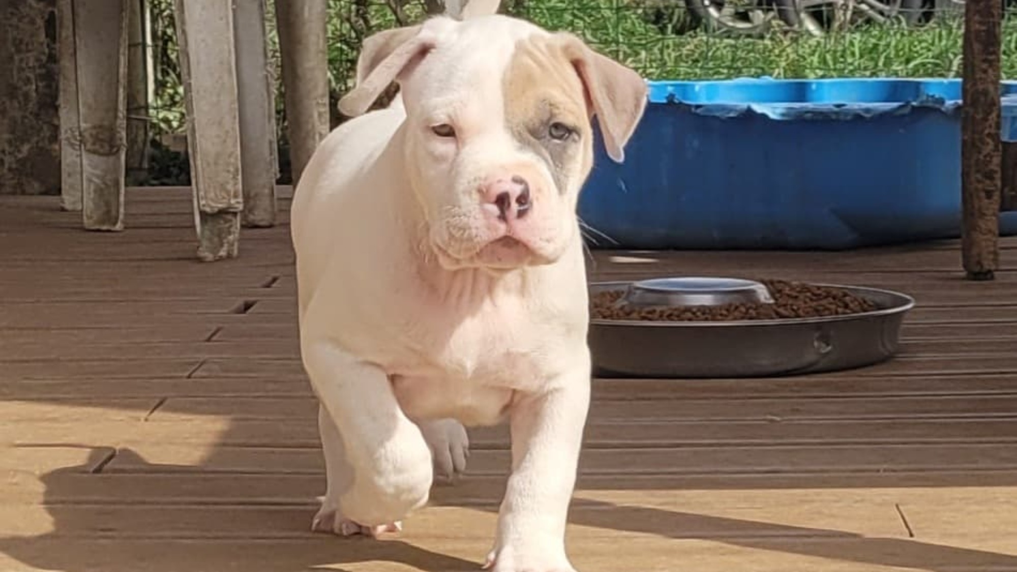 Chiot mâle bully xl blanche blue fawn aux yeux bleus à vendre