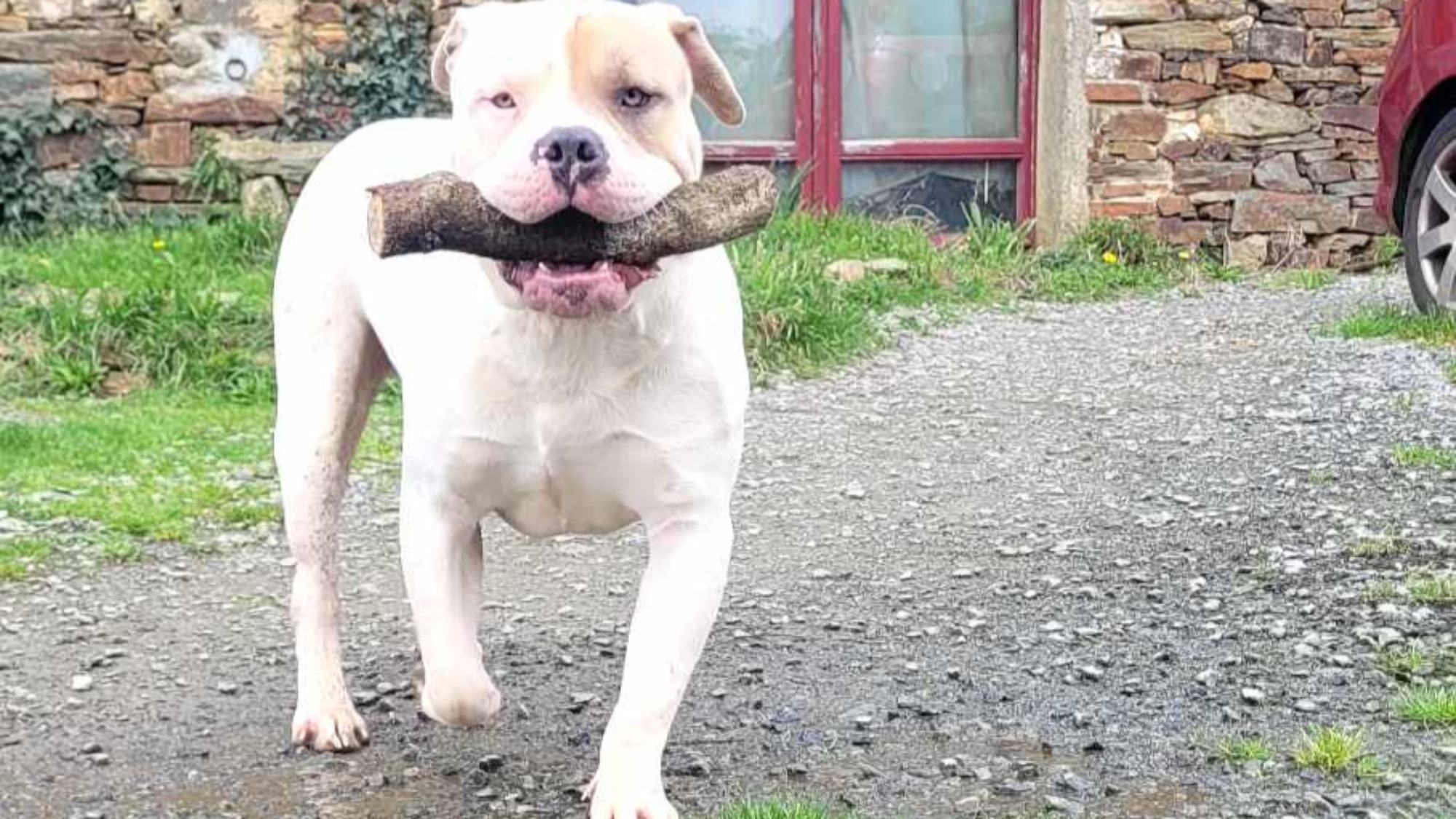 Chiot mâle bully xl blanche blue fawn aux yeux bleus à vendre