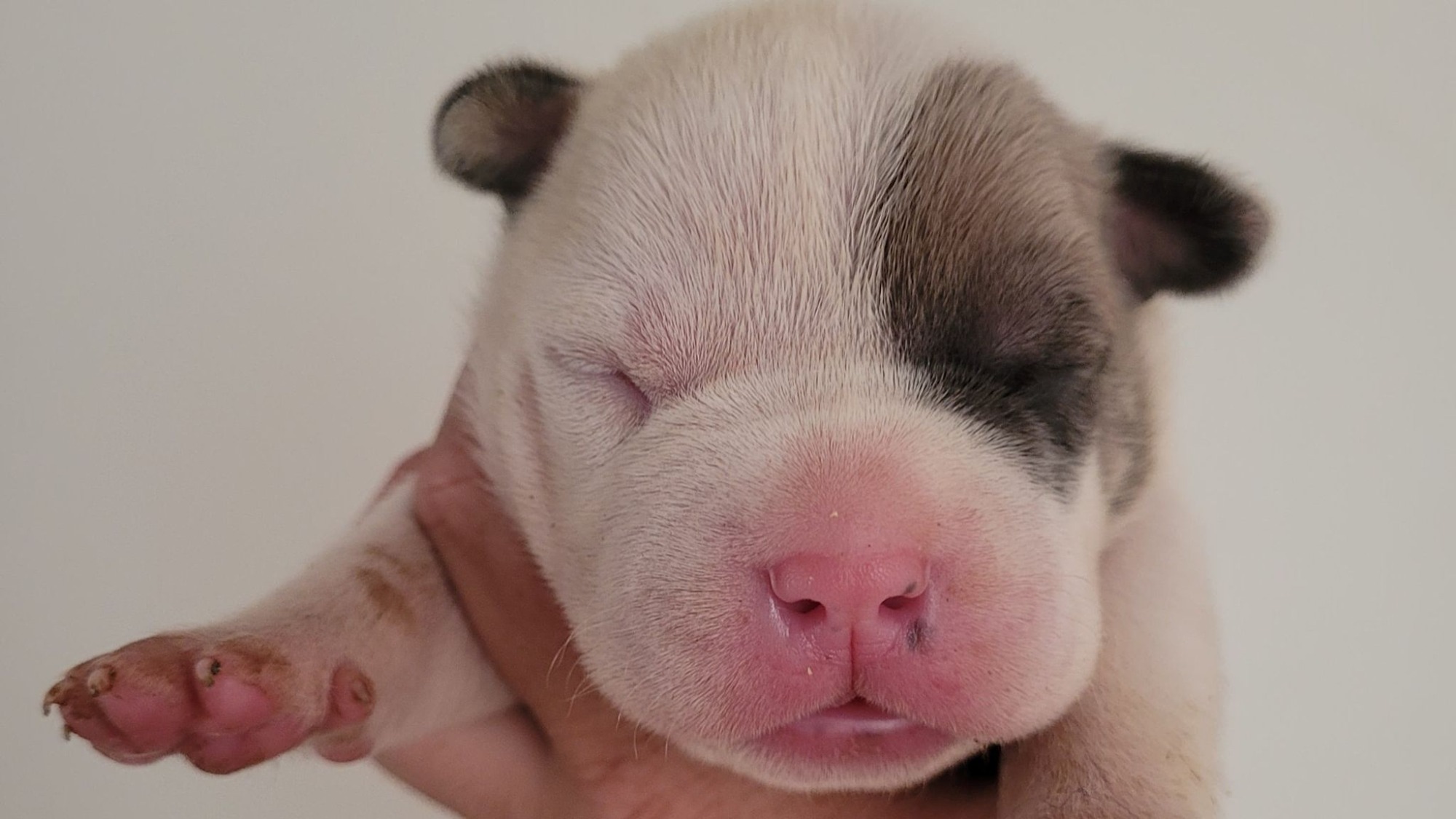 Chiot mâle bully xl blanche blue fawn aux yeux bleus à vendre