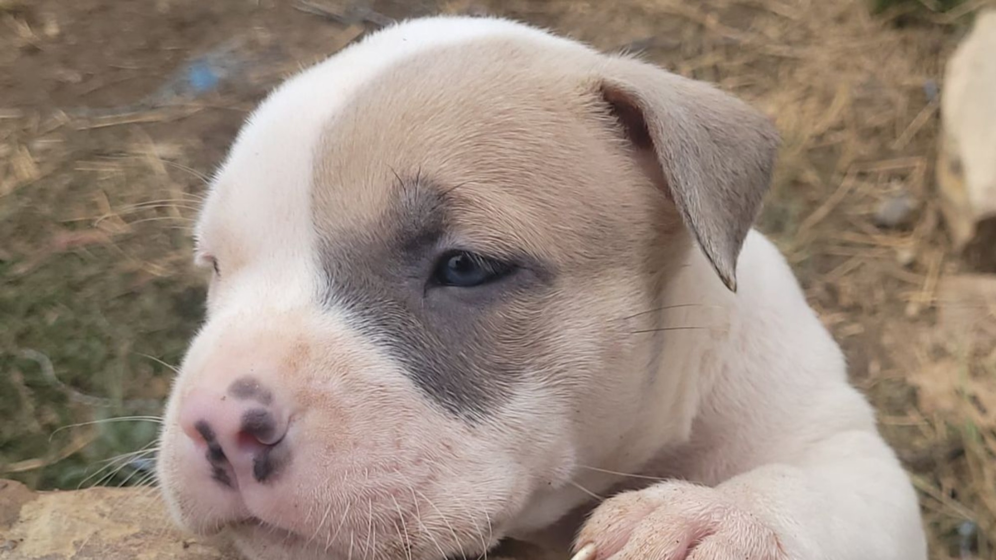 Chiot mâle bully xl blanche blue fawn aux yeux bleus à vendre