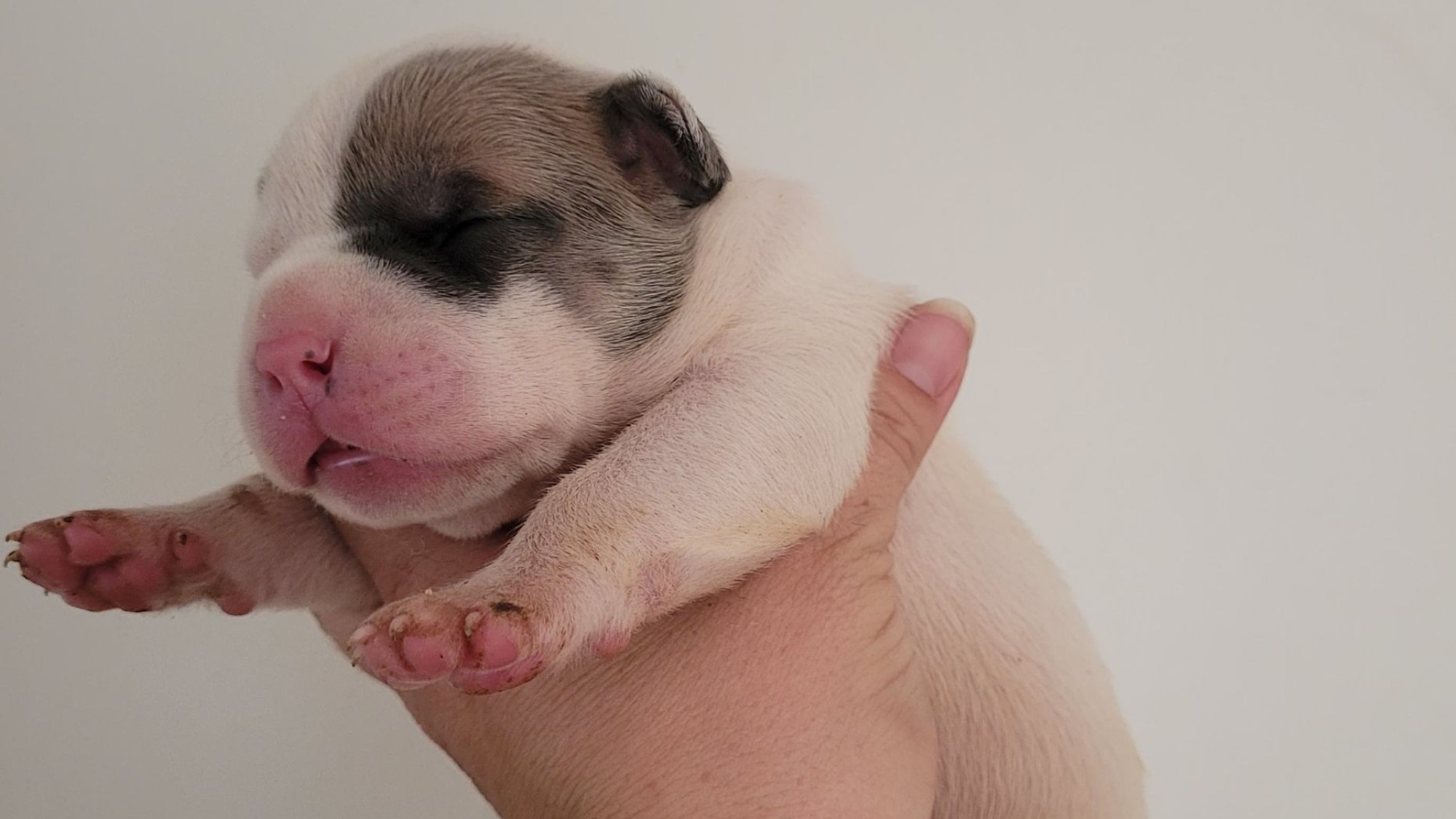 Chiot mâle bully xl blanche blue fawn aux yeux bleus à vendre