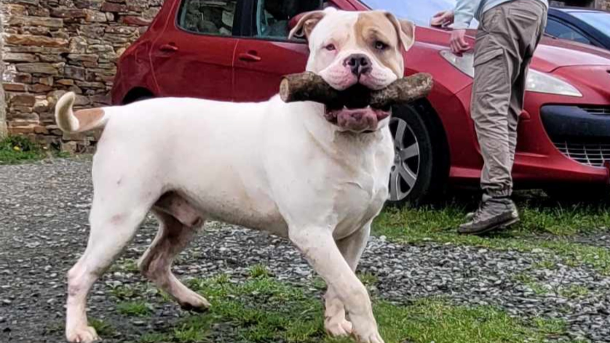 Chiot mâle bully xl blanche blue fawn aux yeux bleus à vendre