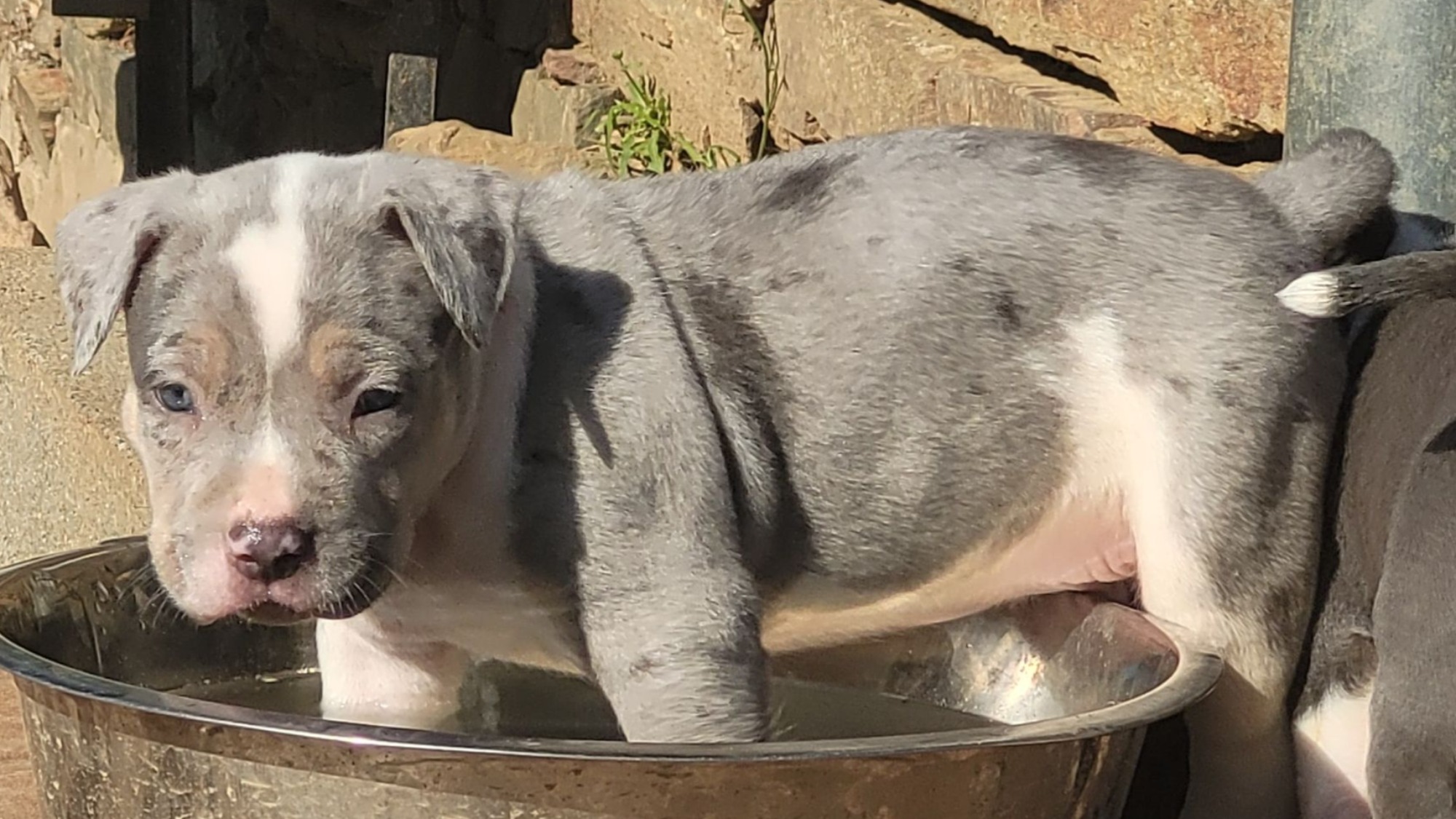 Chiot mâle bully xl trico merle trico silver merle aux yeux bleus