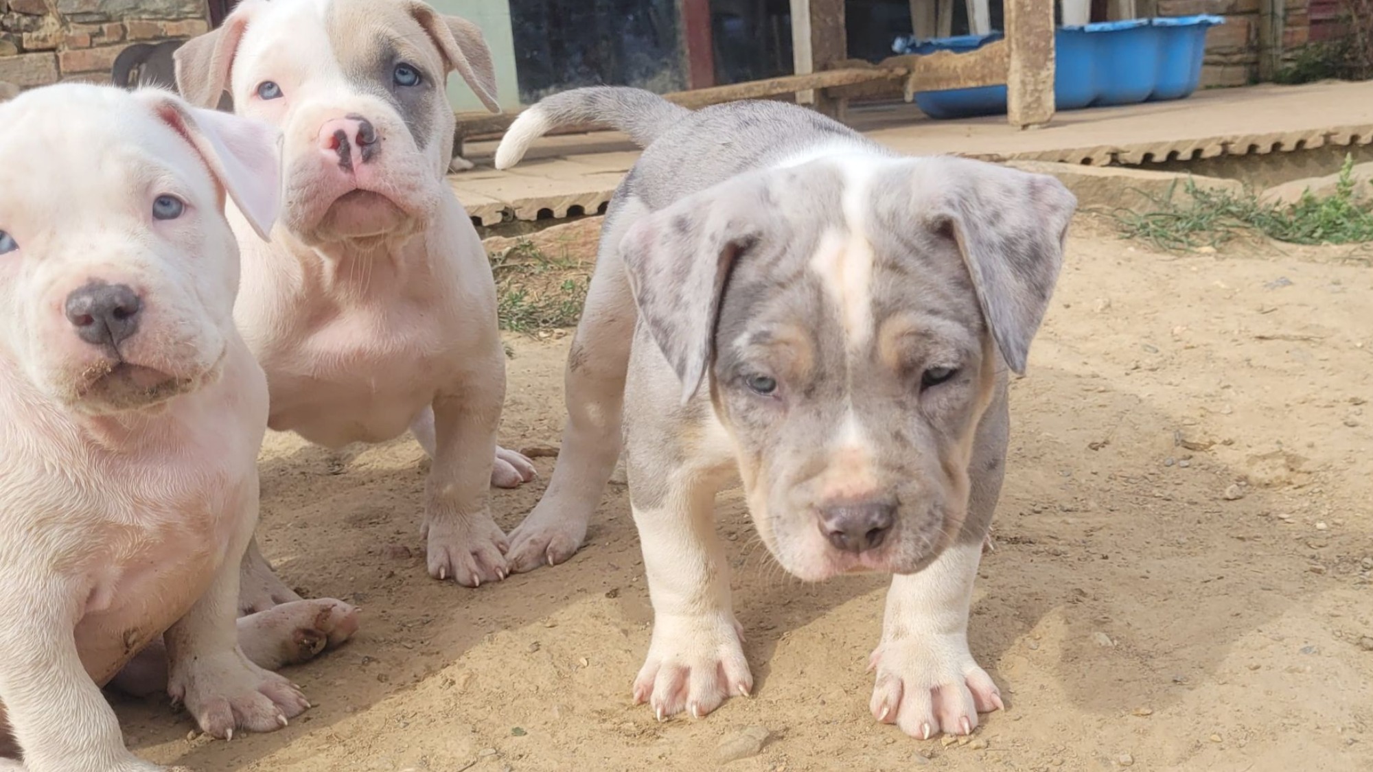 Chiot mâle bully xl trico merle trico silver merle aux yeux bleus