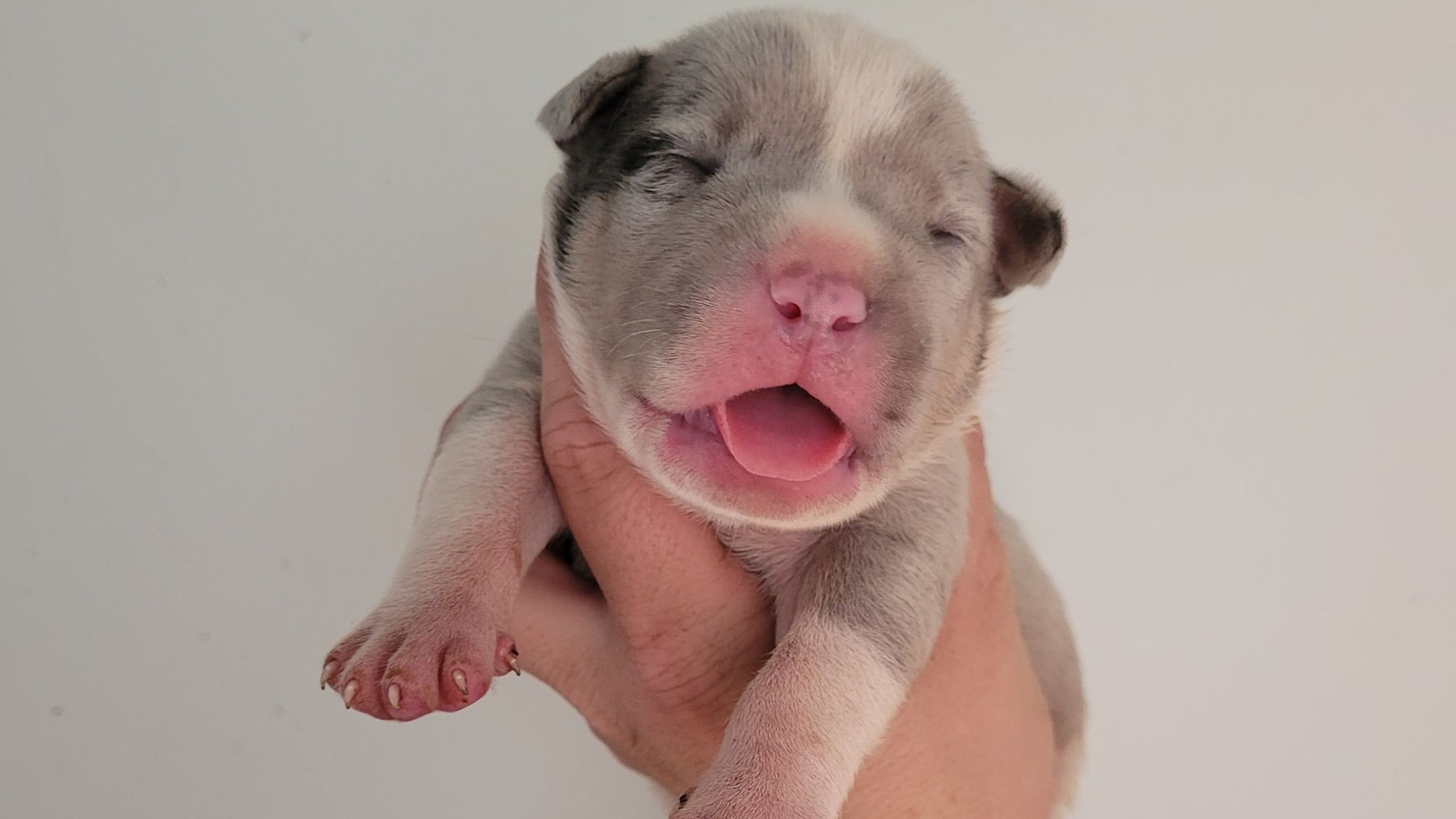 Chiot mâle bully xl trico merle trico silver merle aux yeux bleus