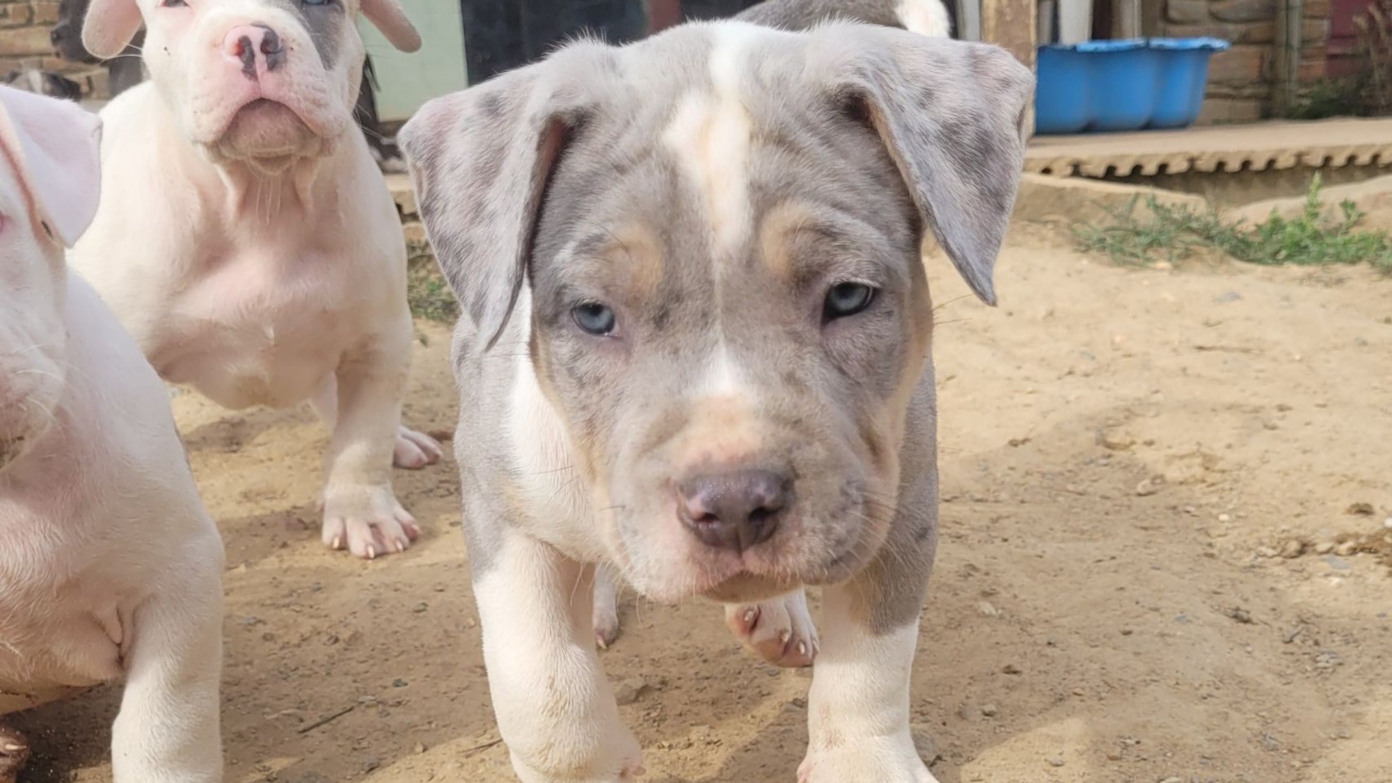 Chiot mâle bully xl trico merle trico silver merle aux yeux bleus