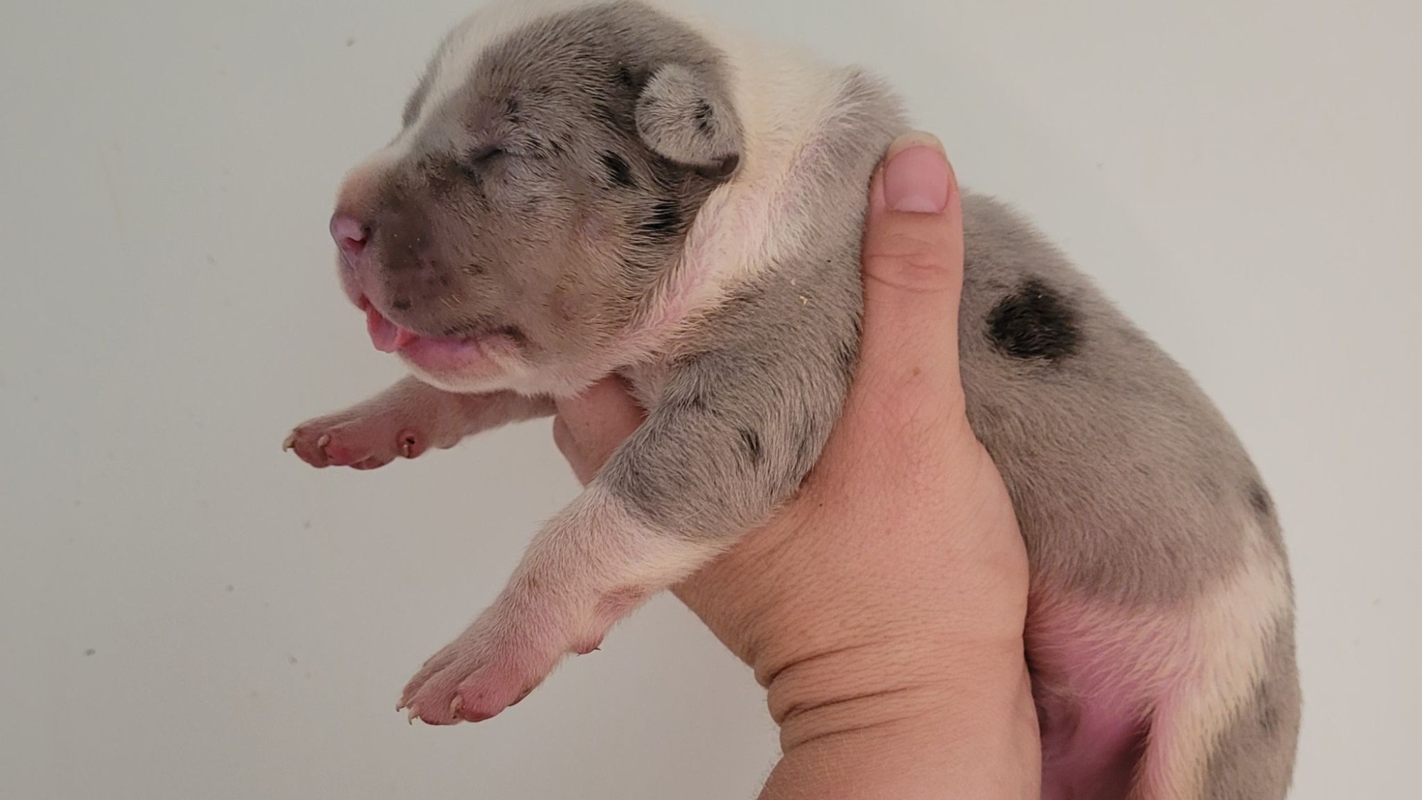 Chiot mâle bully xl trico merle trico silver merle aux yeux bleus