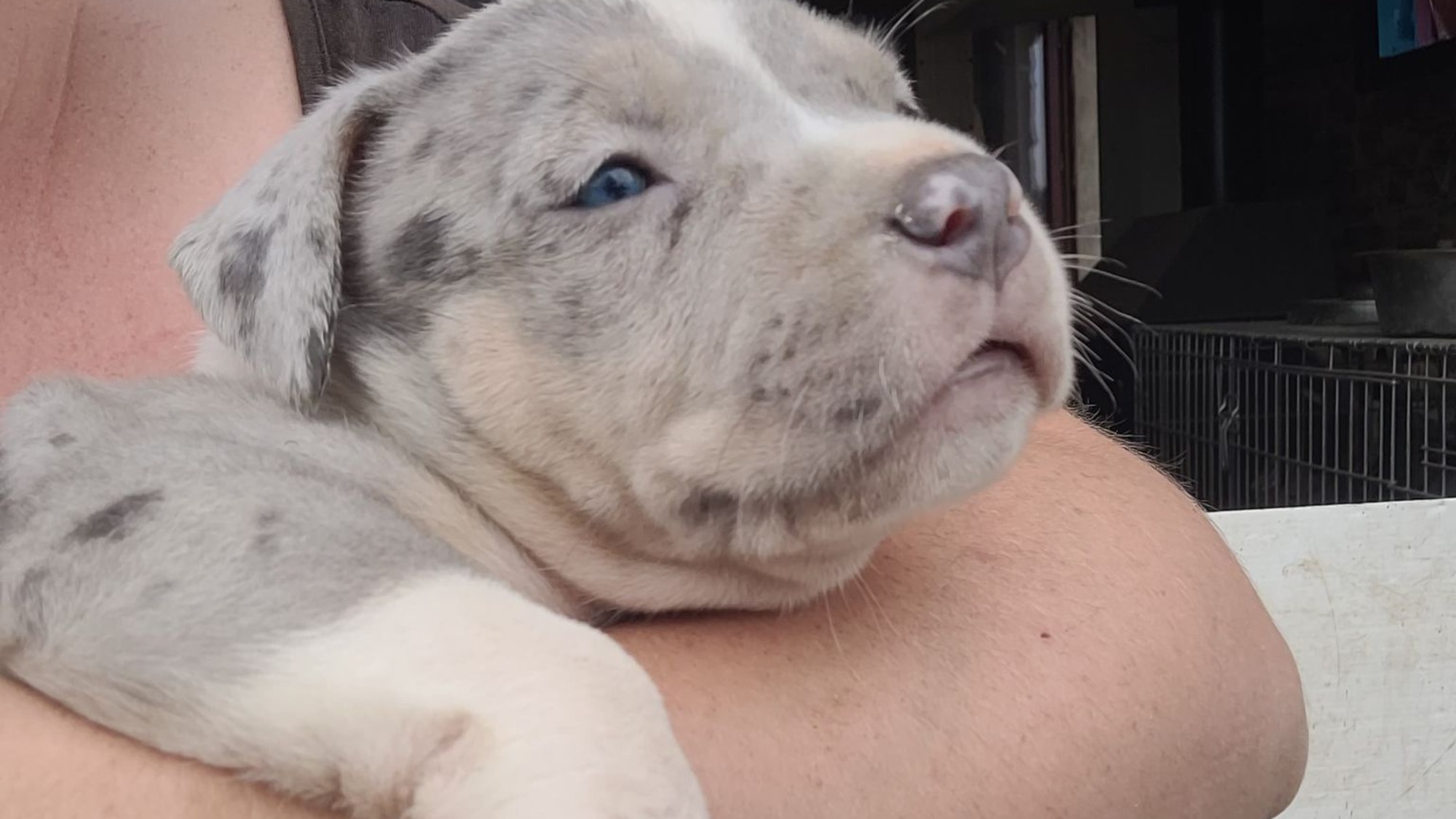 Chiot mâle bully xl trico merle trico silver merle aux yeux bleus