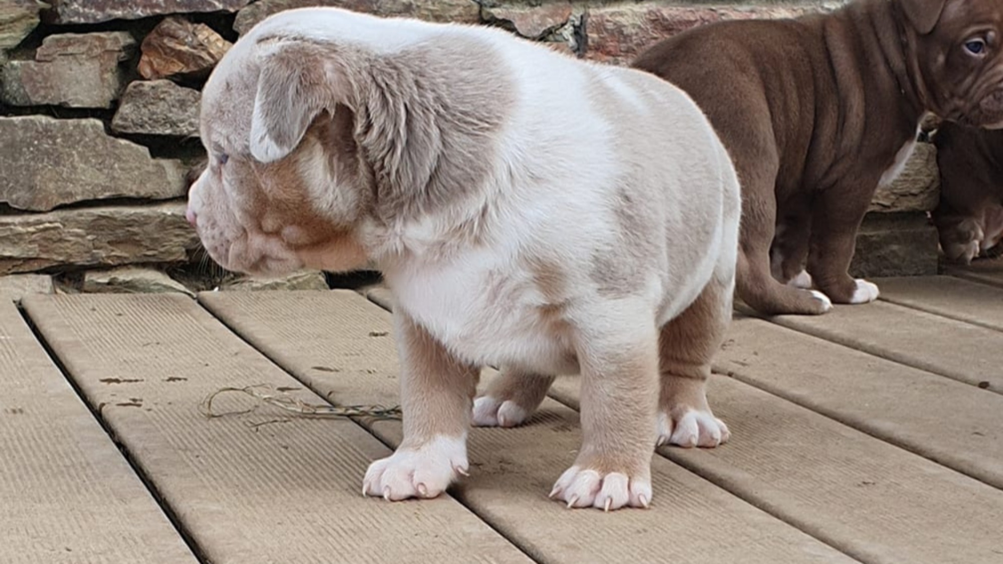 Chiot femelle bully xl trico merle lilac tri merle