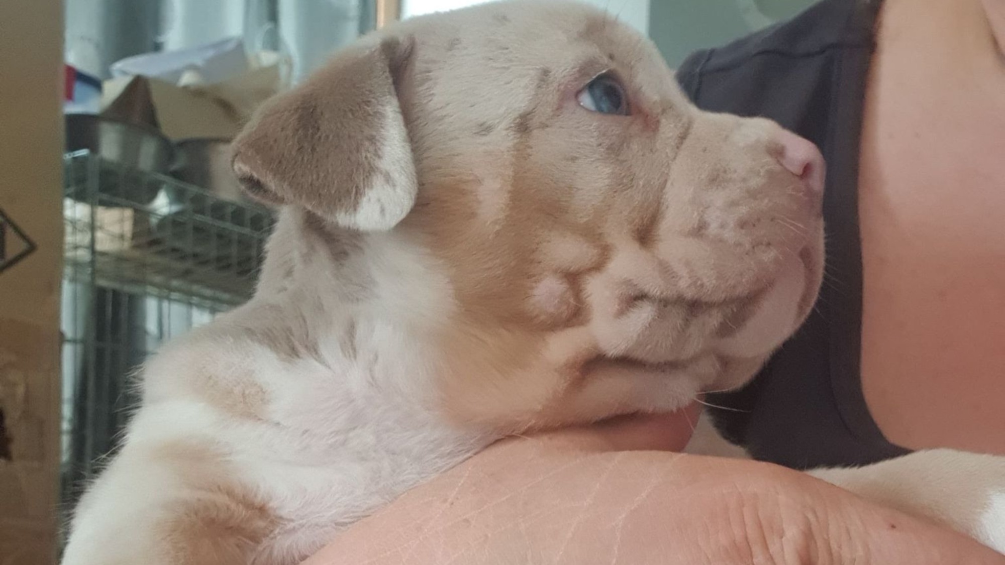 Chiot femelle bully xl trico merle lilac tri merle