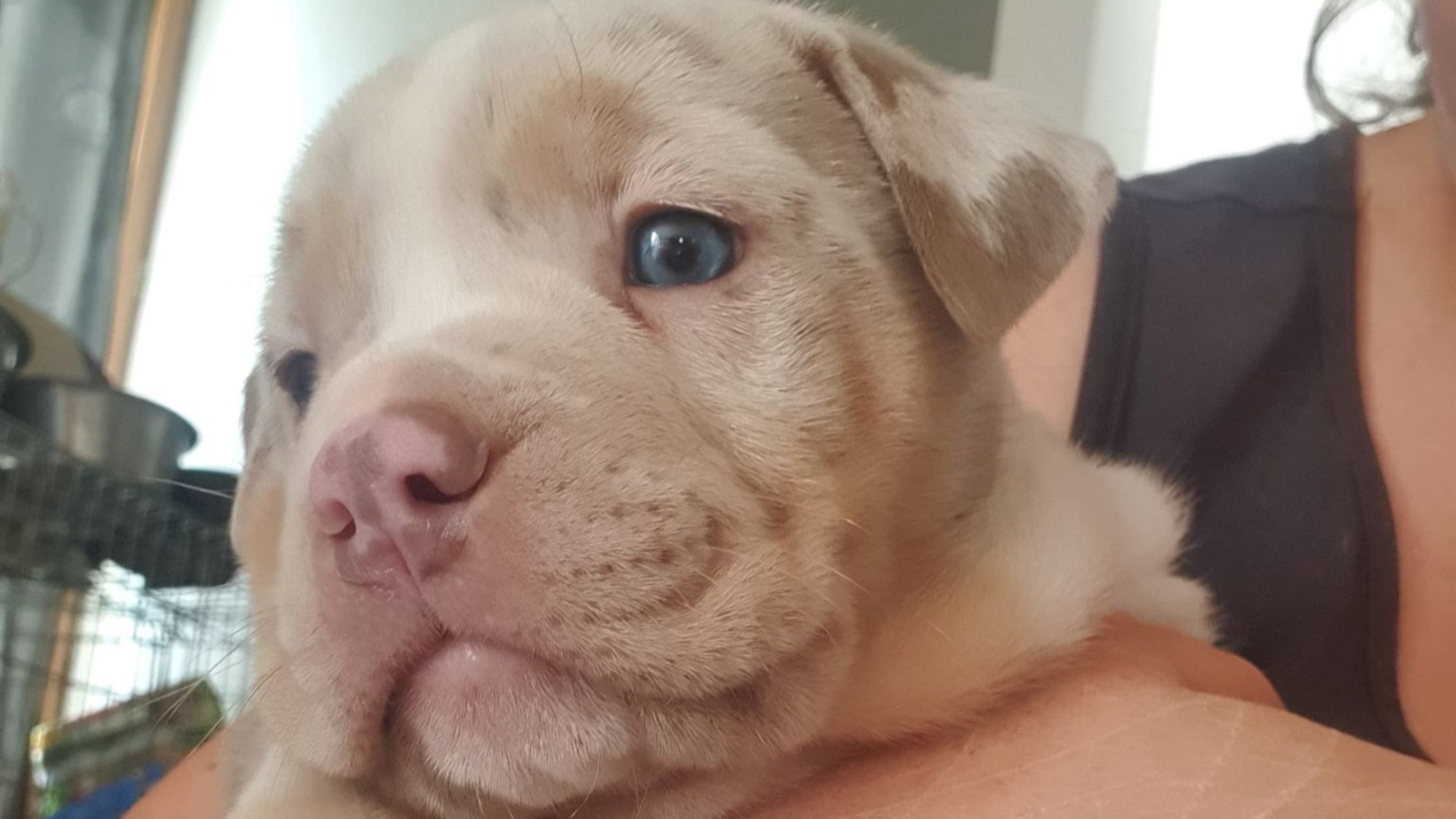 Chiot femelle bully xl trico merle lilac tri merle