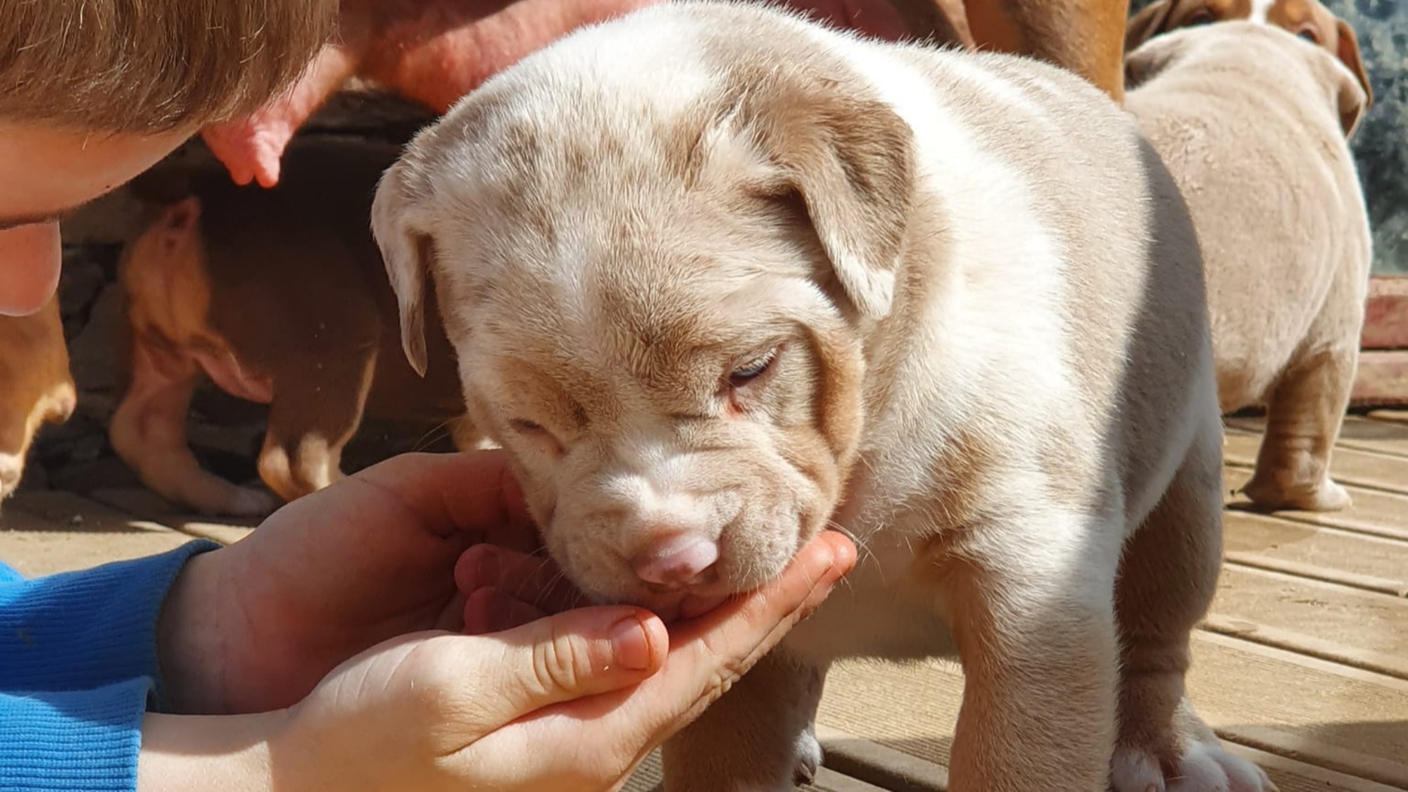 Chiot femelle bully xl trico merle lilac tri merle